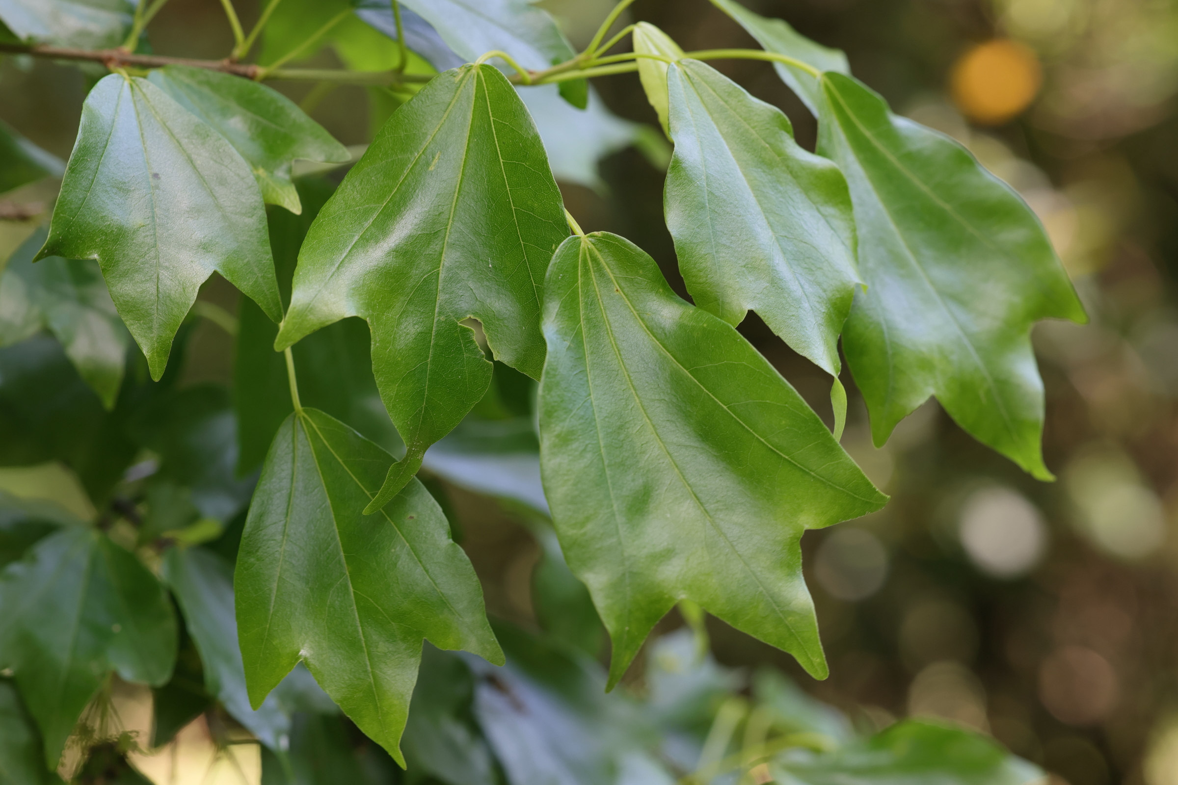 acer_buergerianum1md