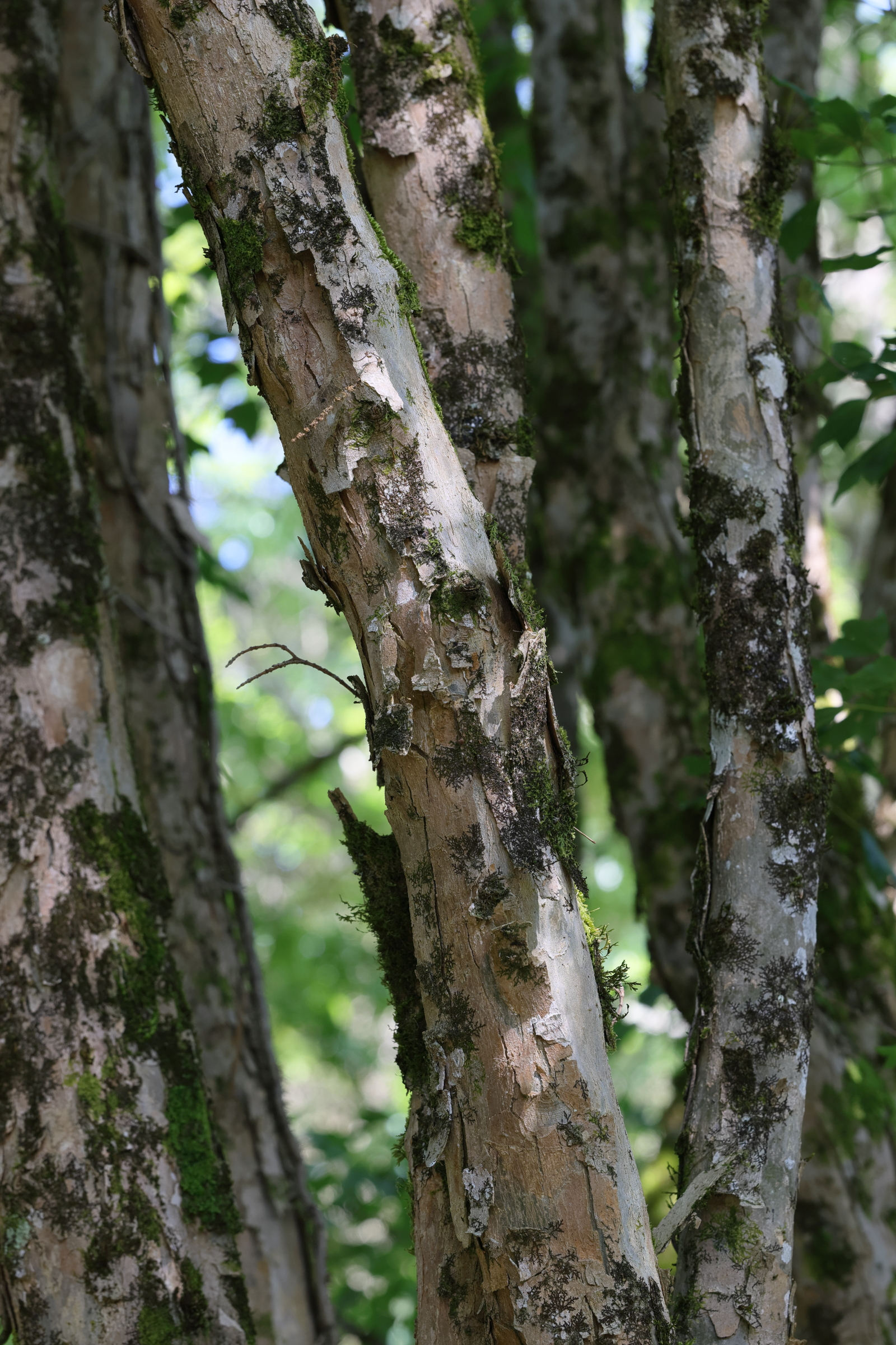 acer_buergerianum2md