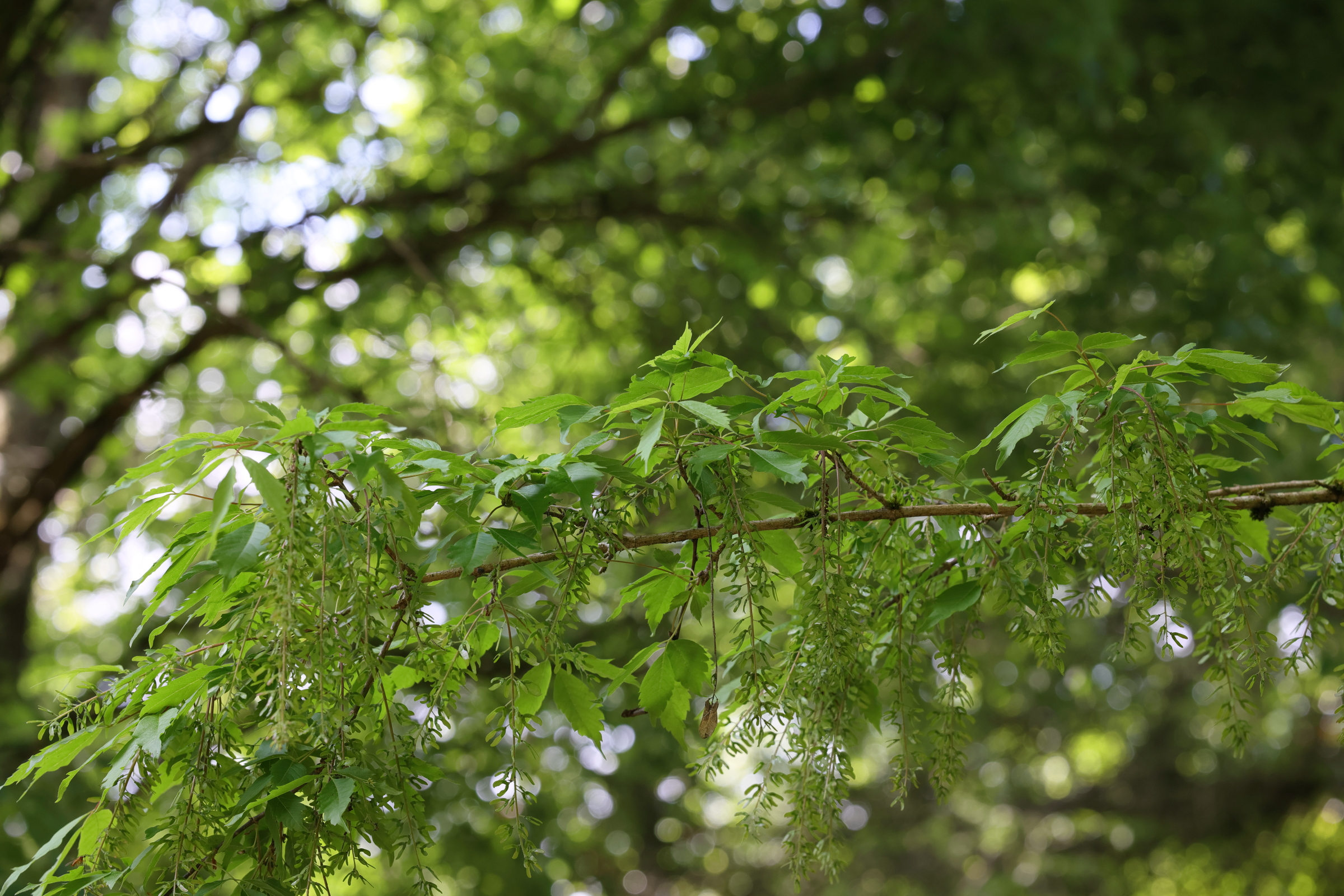 Afficher le média acer_cissifolium1md acer_cissifolium1md