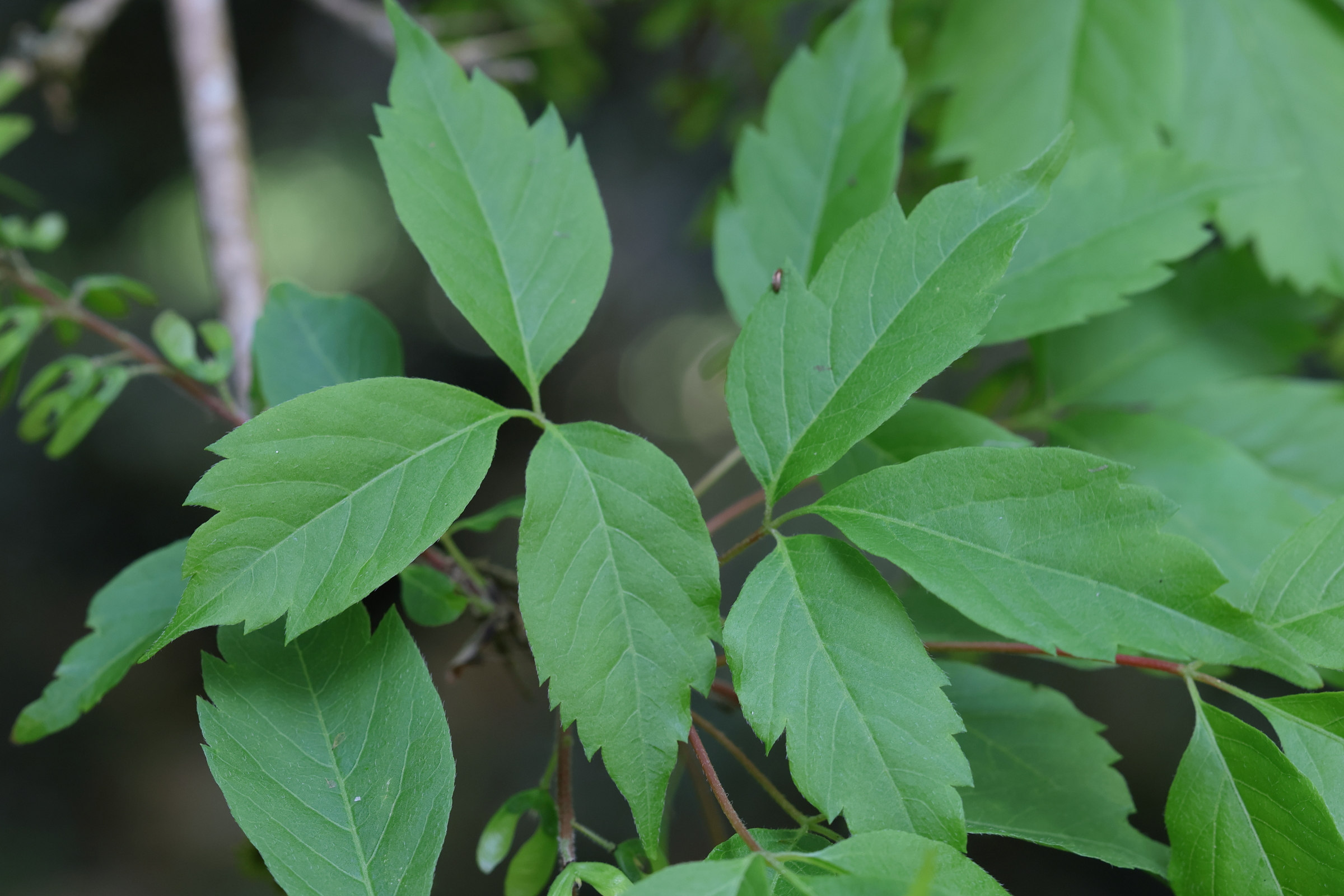 Afficher le média acer_cissifolium2md acer_cissifolium2md