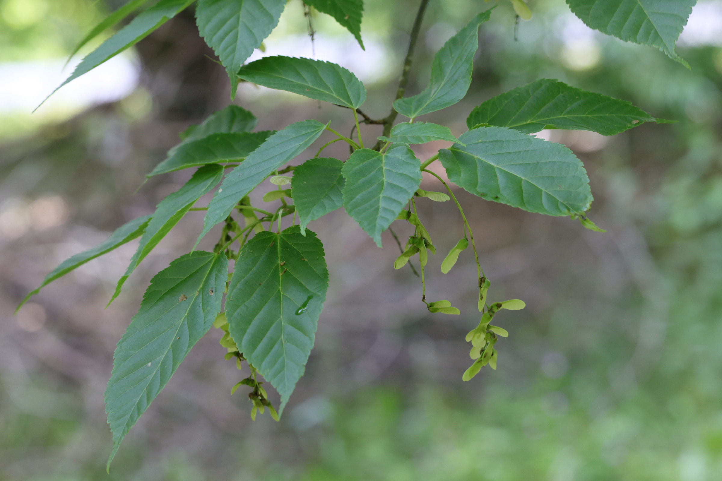 Afficher le média acer_grosseri_hersii1md acer_grosseri_hersii1md