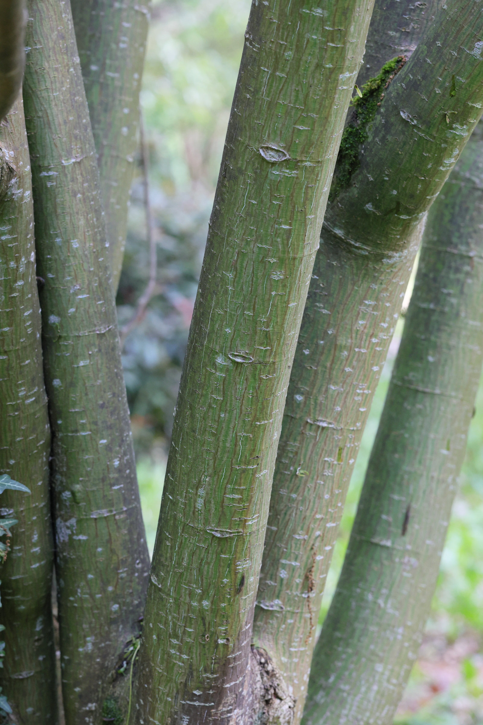 Afficher le média acer_grosseri_hersii2md acer_grosseri_hersii2md