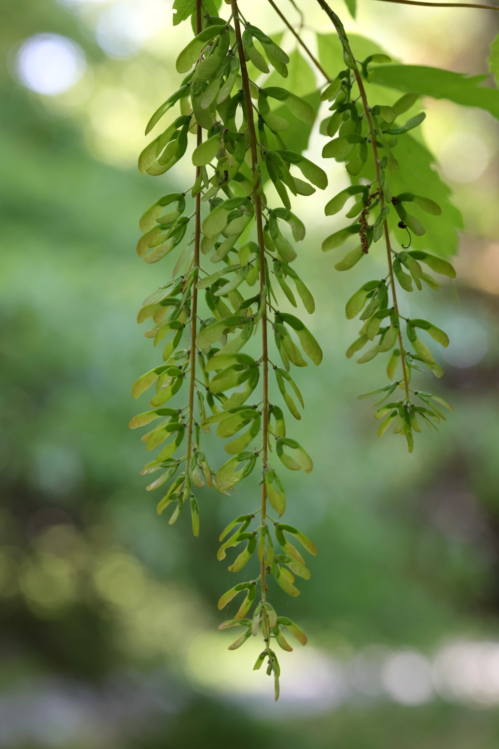 Afficher le média acer_grosseri_hersii3md acer_grosseri_hersii3md