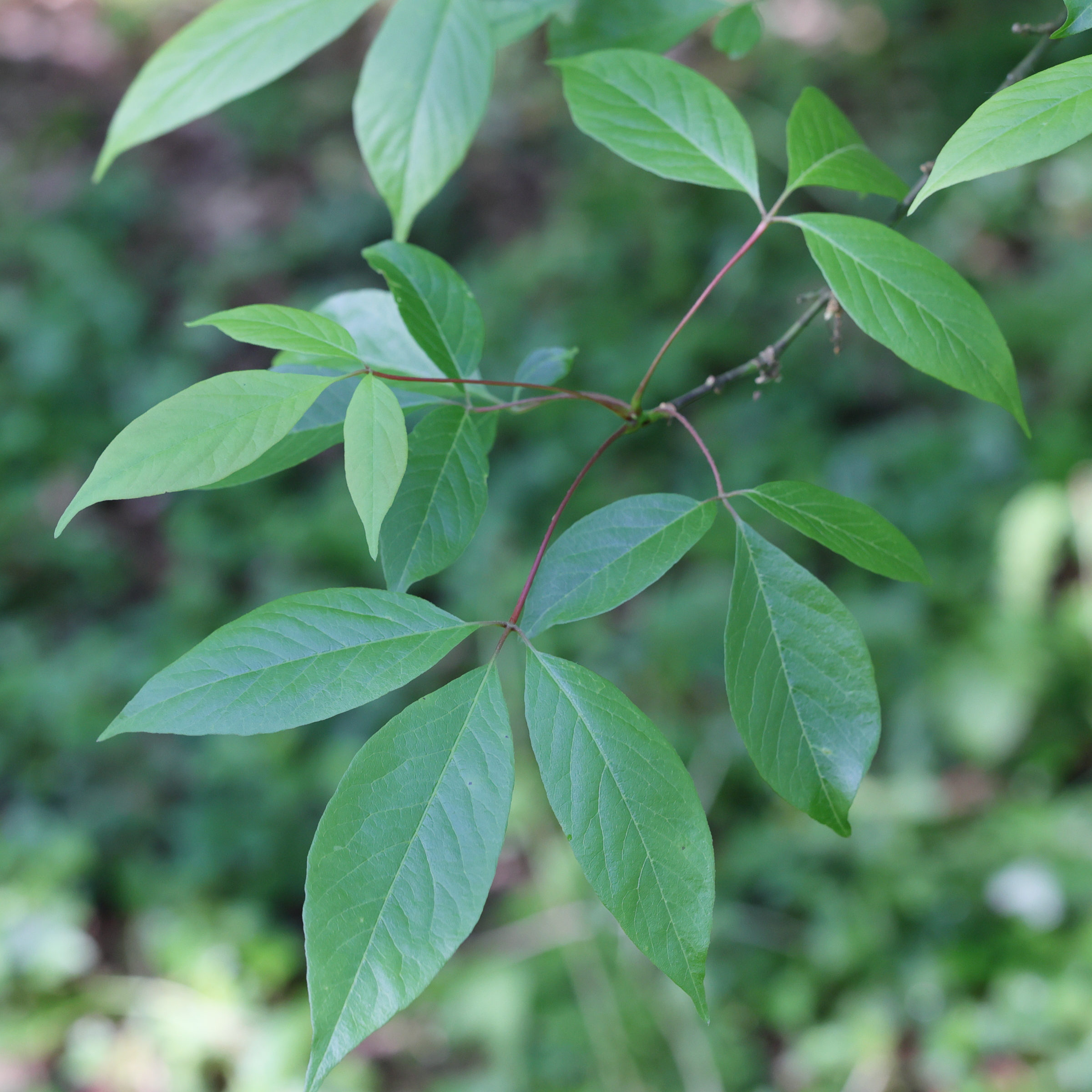 acer_henryi1md