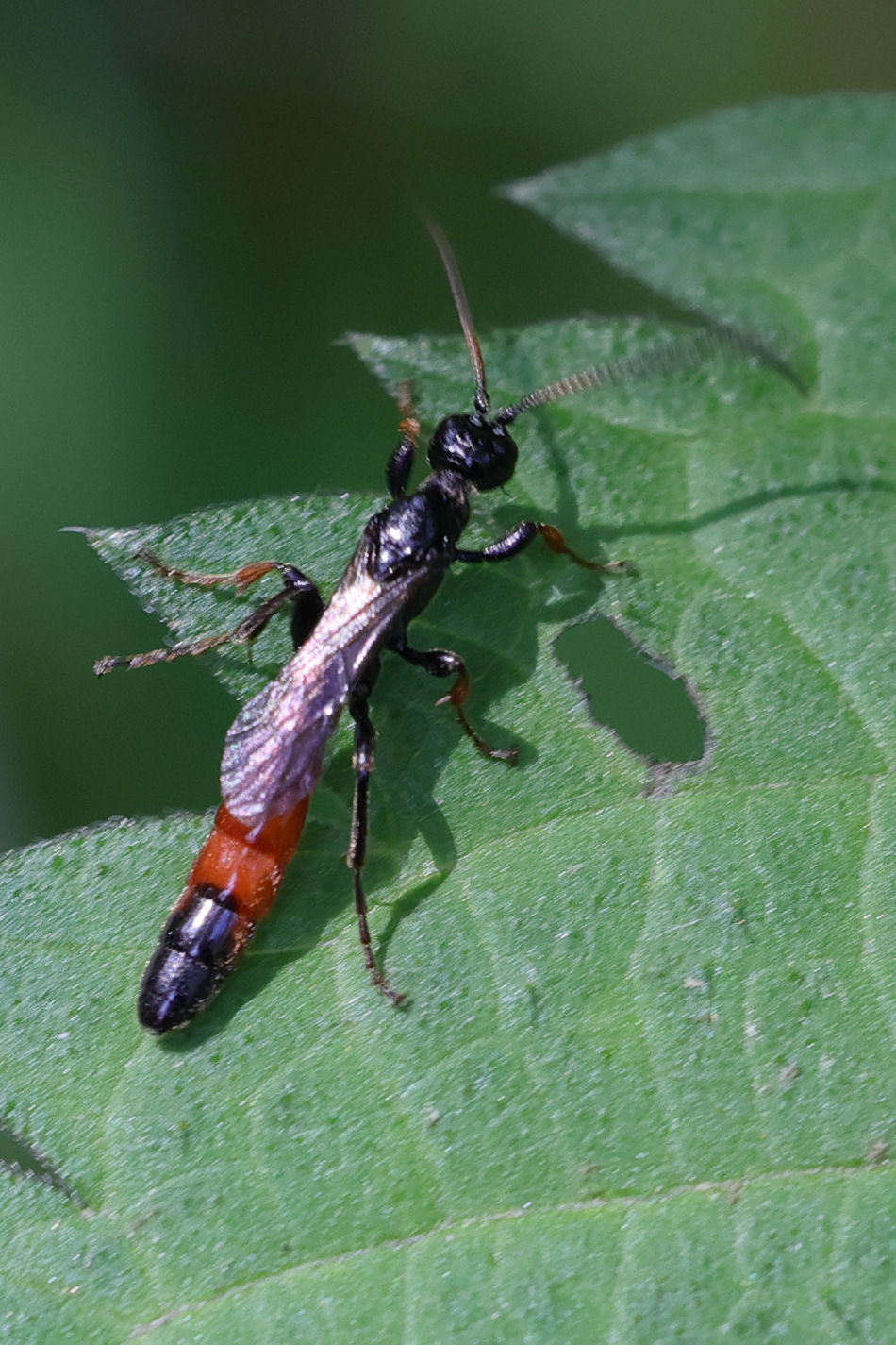 alomya_debellator1md