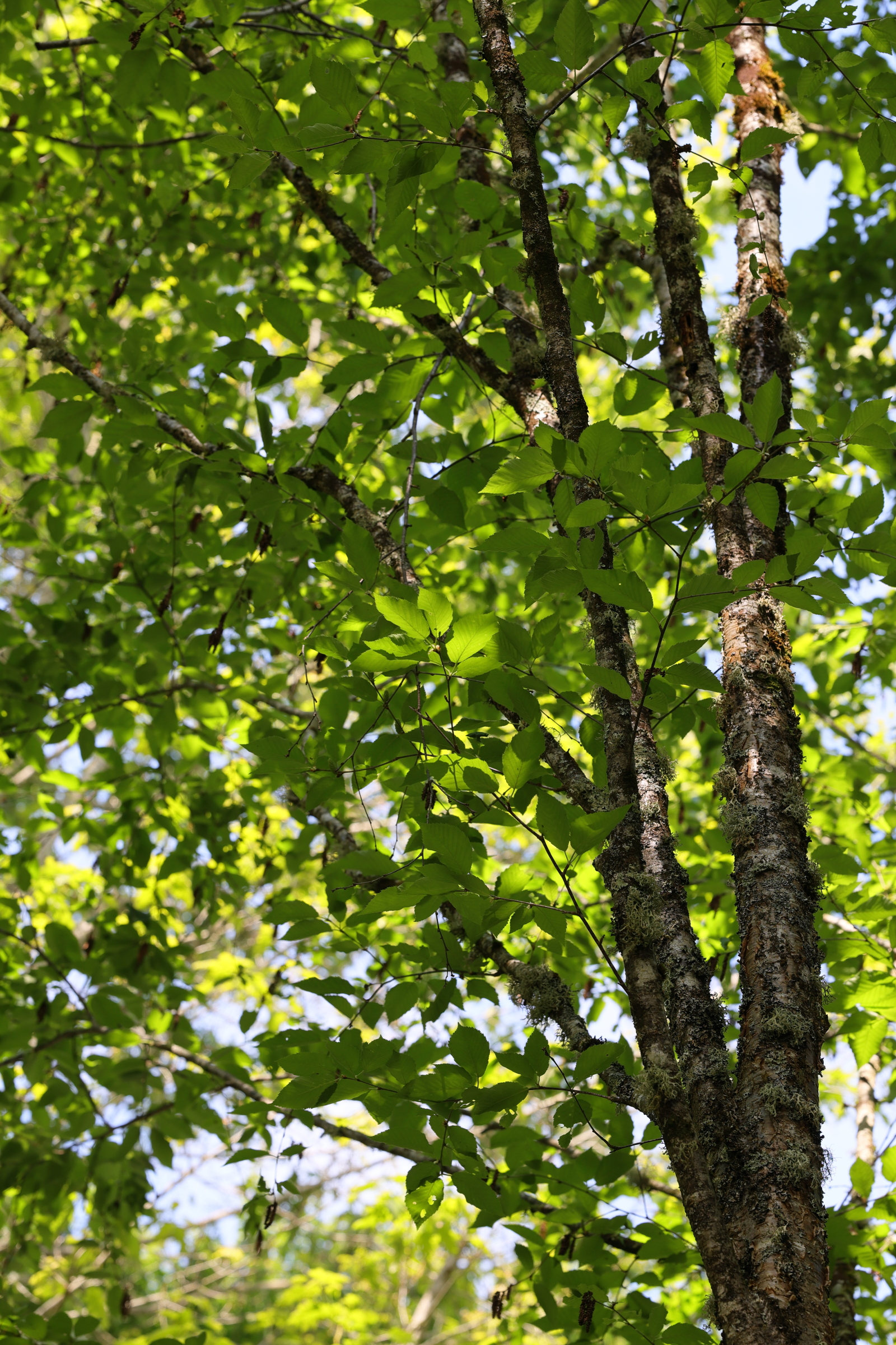 betula_alleghaniensis1md