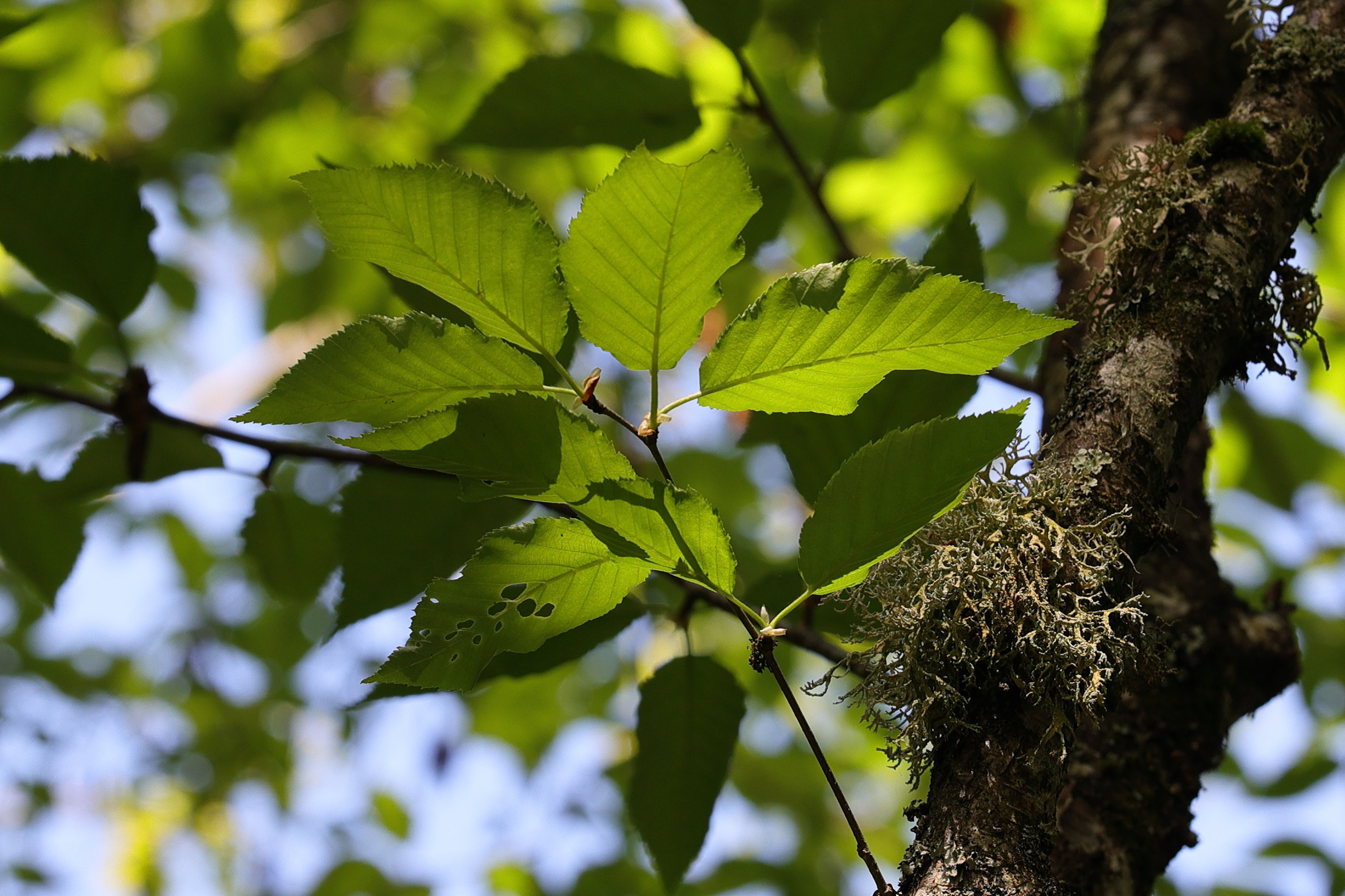 betula_alleghaniensis2md