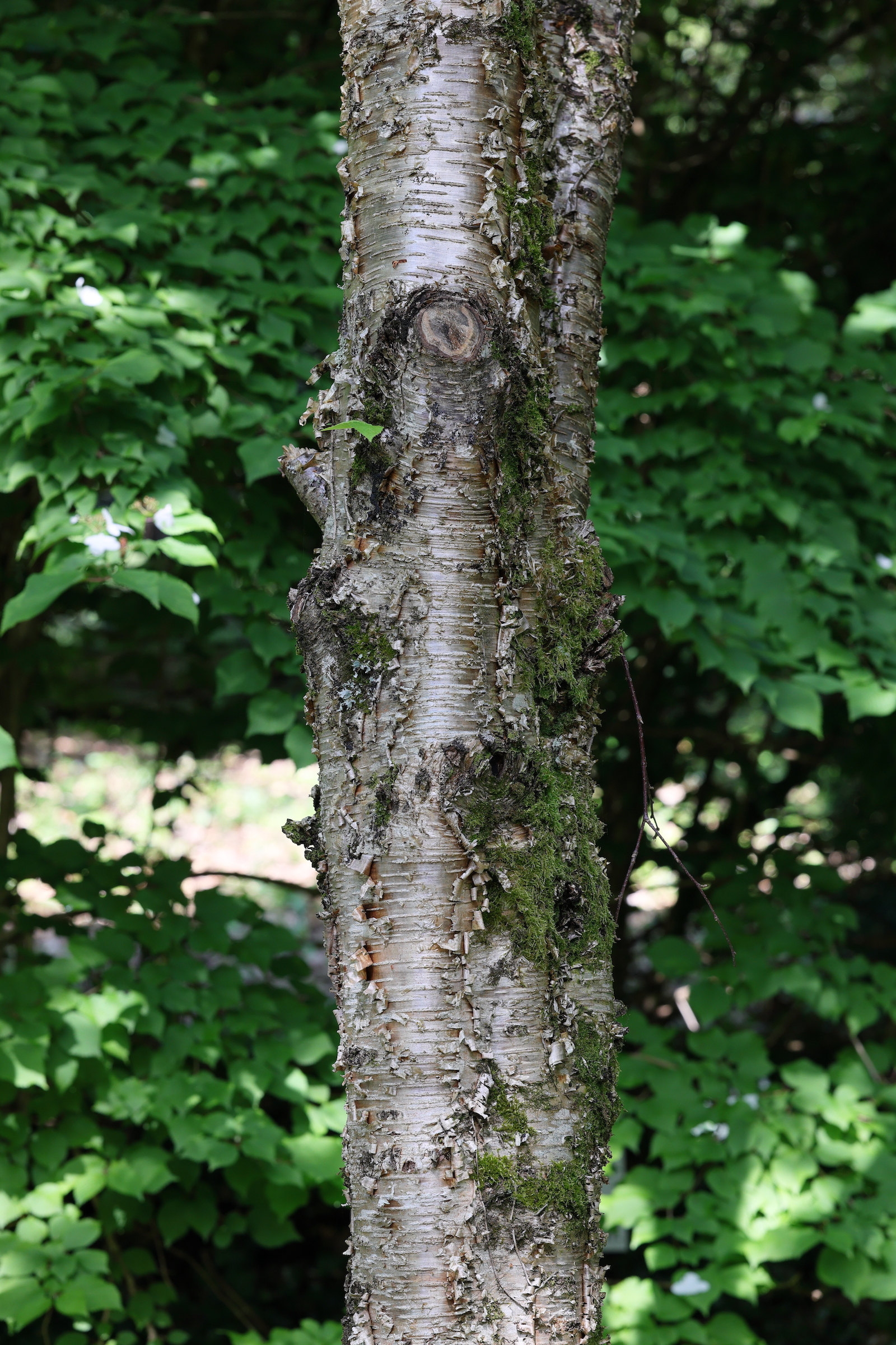 betula_alleghaniensis3md