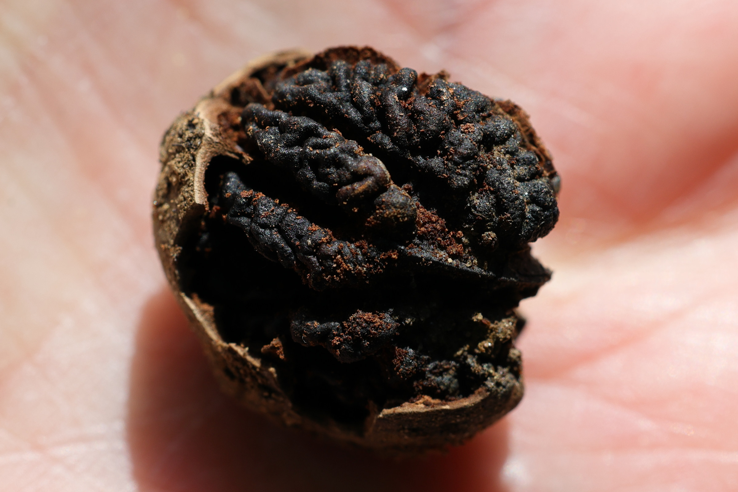 Afficher le média juglans_nigra7md juglans_nigra7md