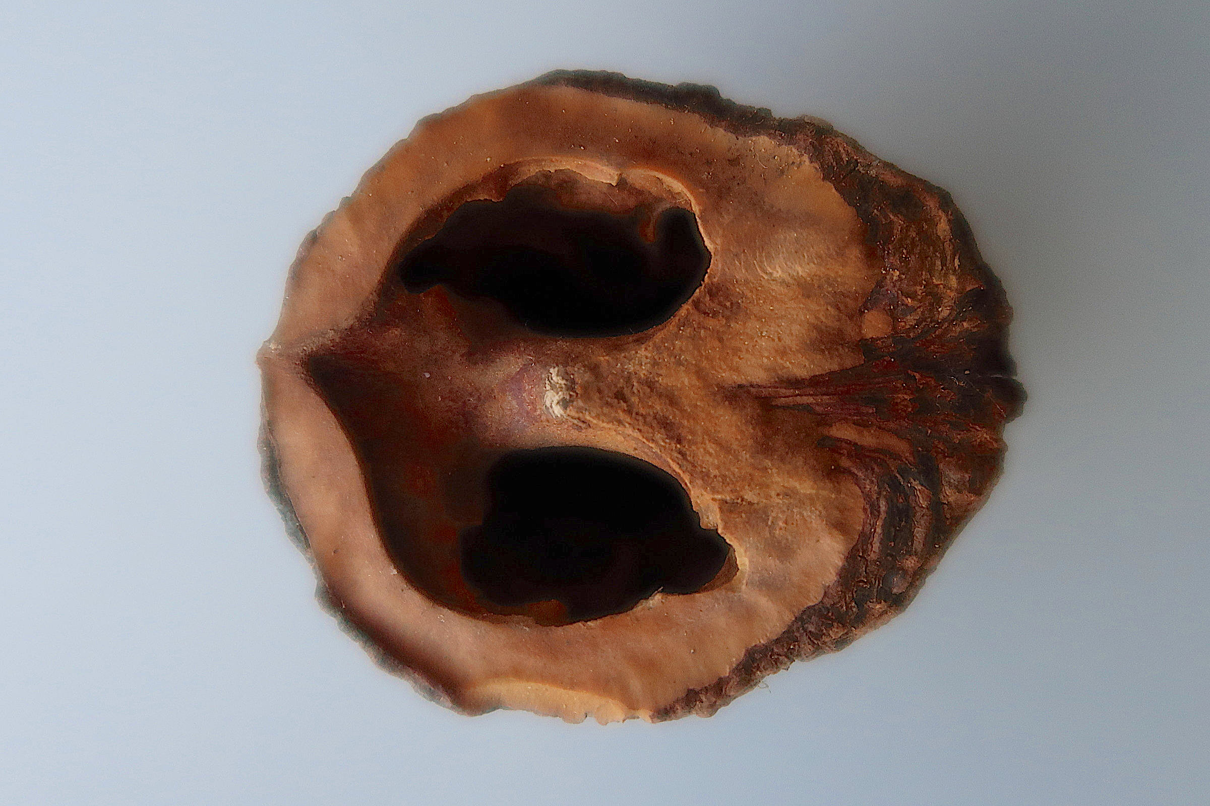 Afficher le média juglans_nigra8md juglans_nigra8md