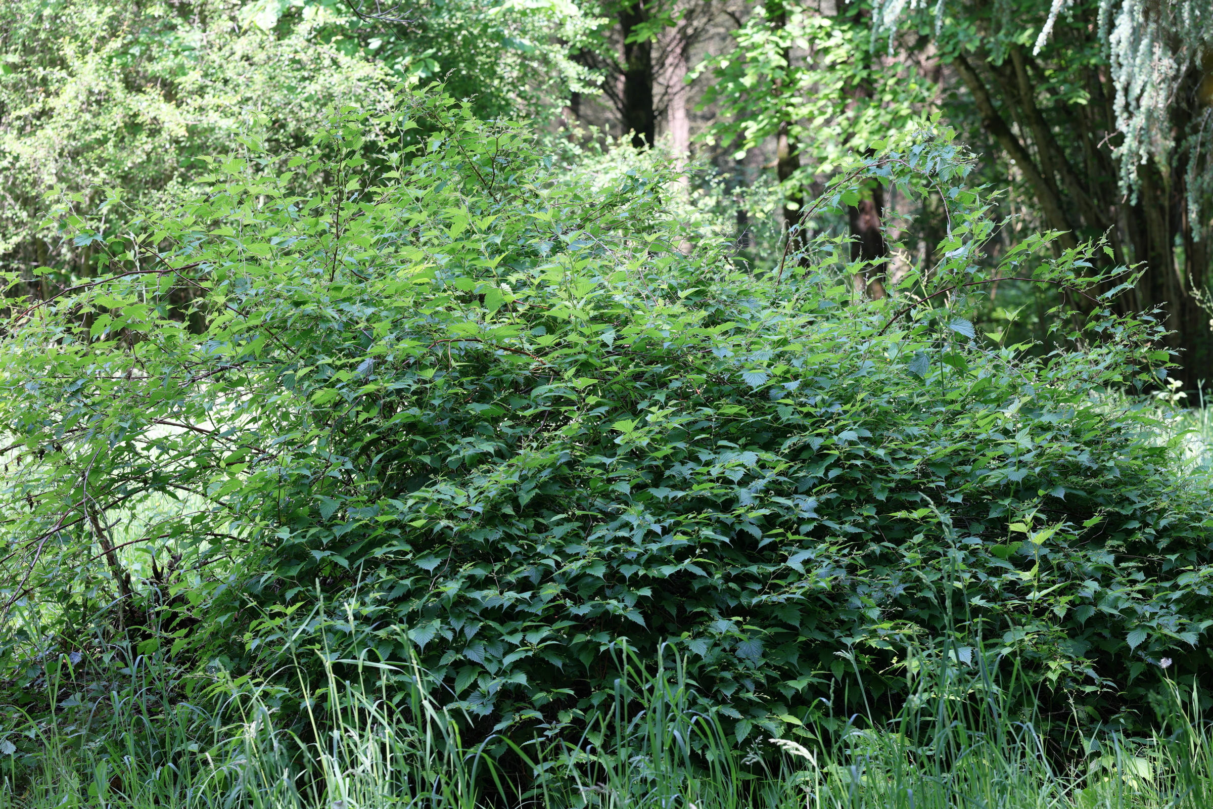 Afficher le média neillia_tanakae1md neillia_tanakae1md