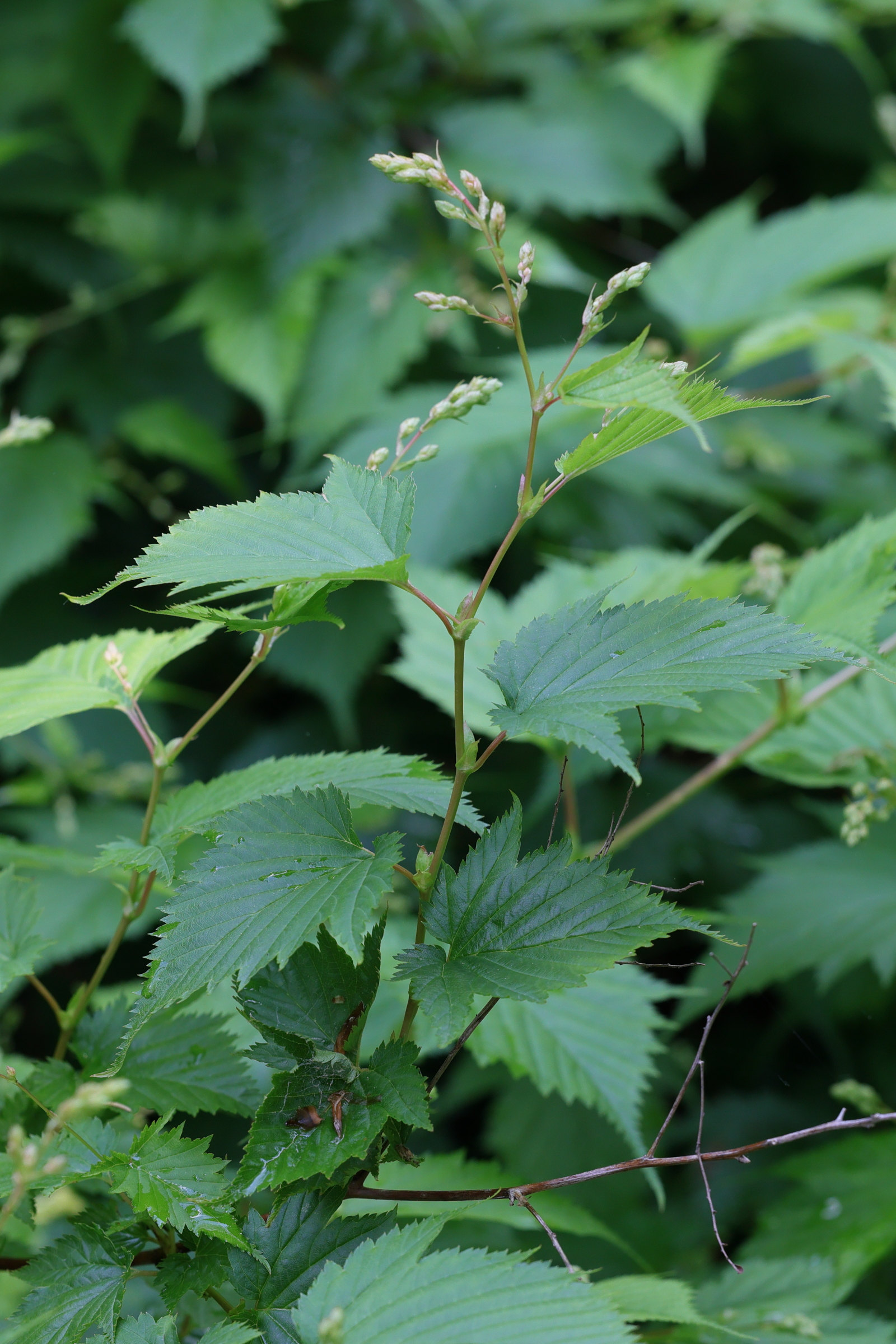 Afficher le média neillia_tanakae2md neillia_tanakae2md