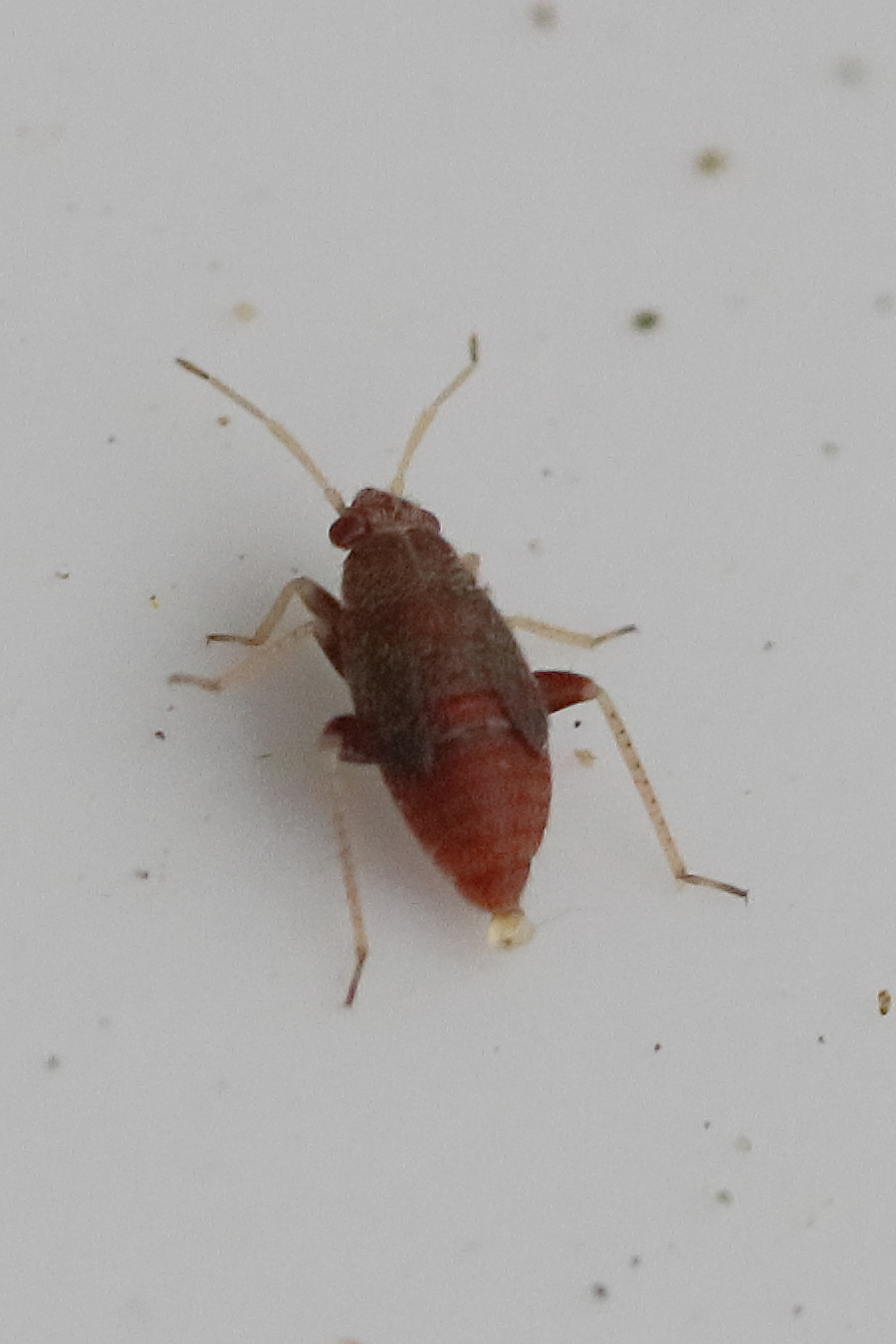 psallus_sp_juv1bd