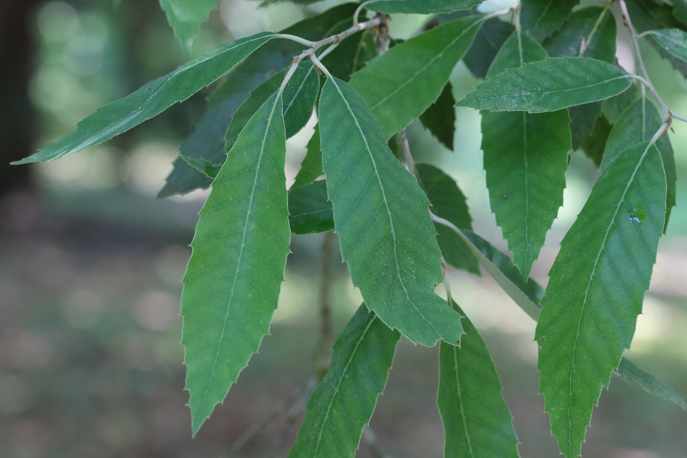 quercus_leucotrichophora2md