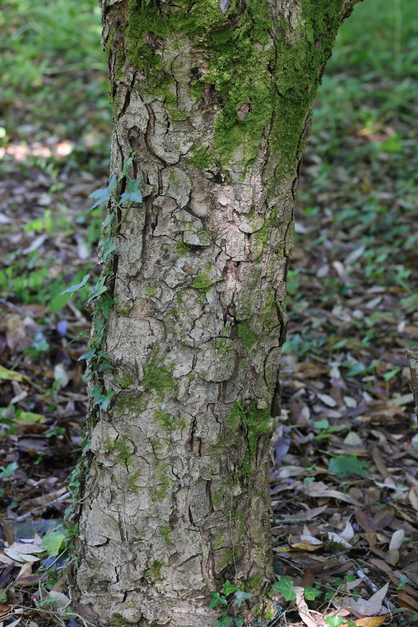 quercus_leucotrichophora3md