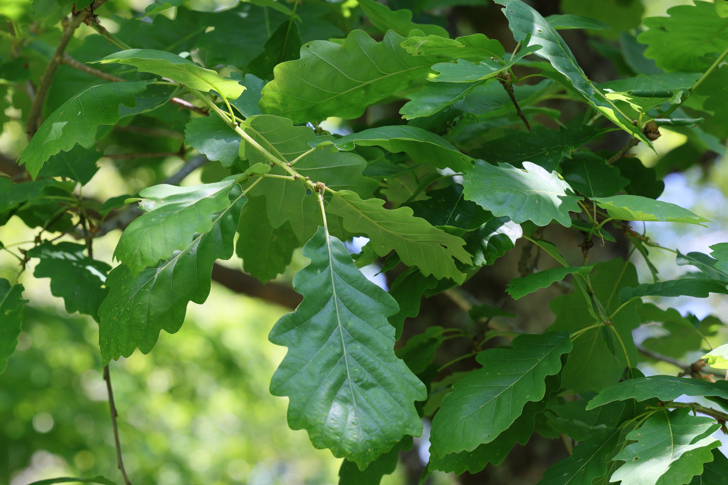 Afficher le média quercus_montana1md quercus_montana1md