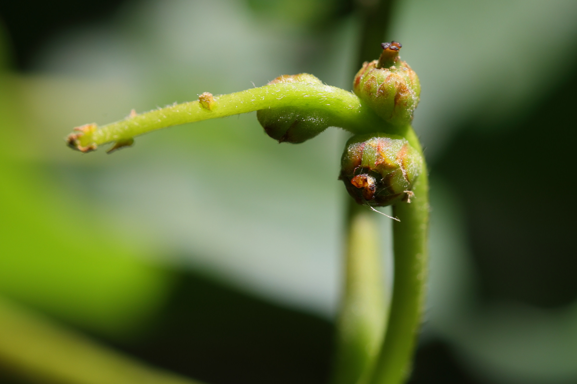 Afficher le média quercus_montana2md quercus_montana2md