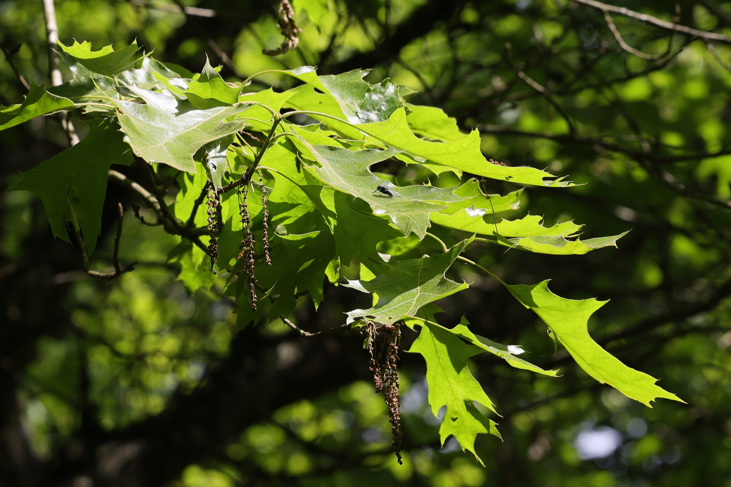 Afficher le média quercus_velutina1md quercus_velutina1md