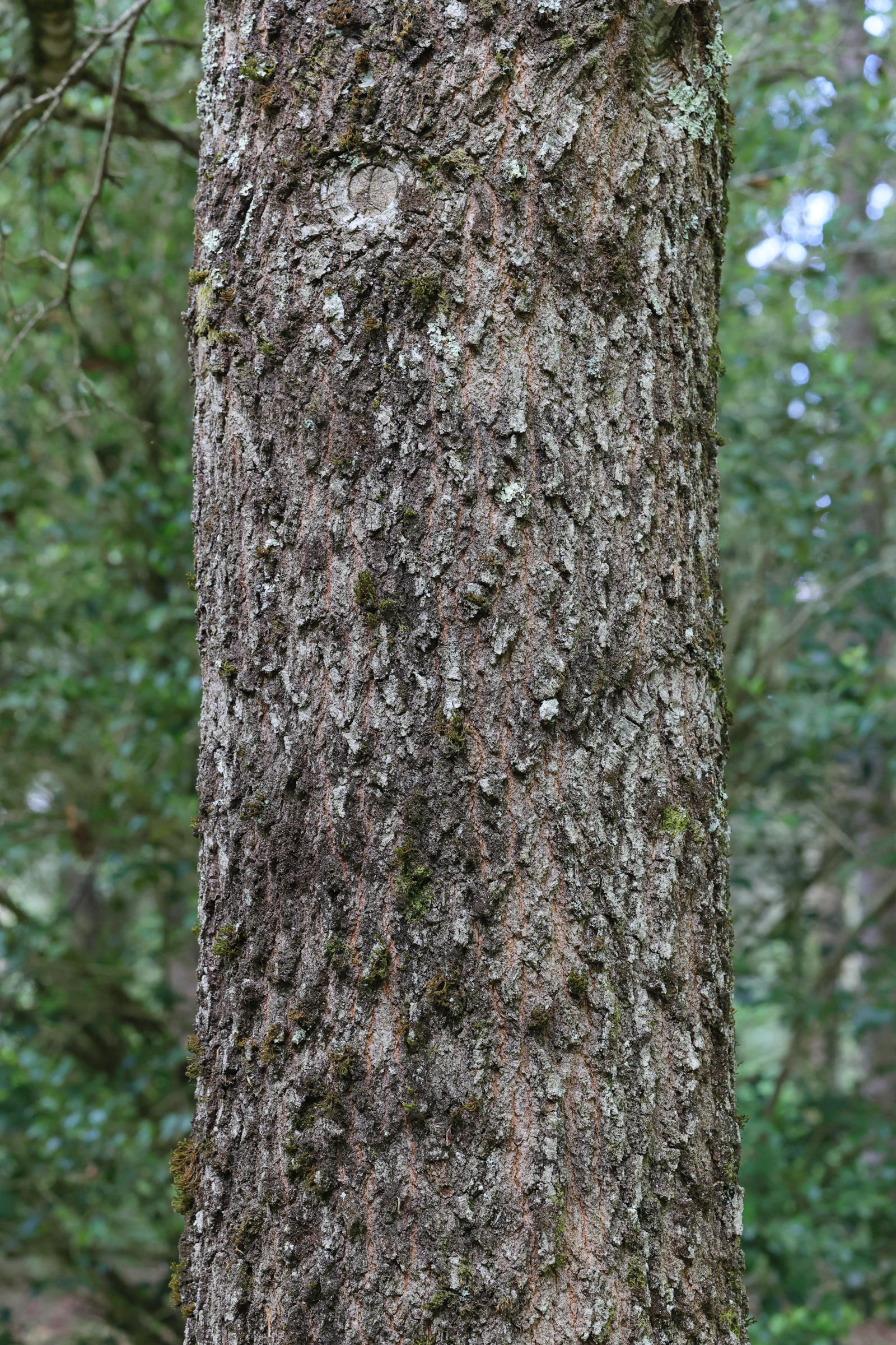 Afficher le média quercus_velutina2md quercus_velutina2md