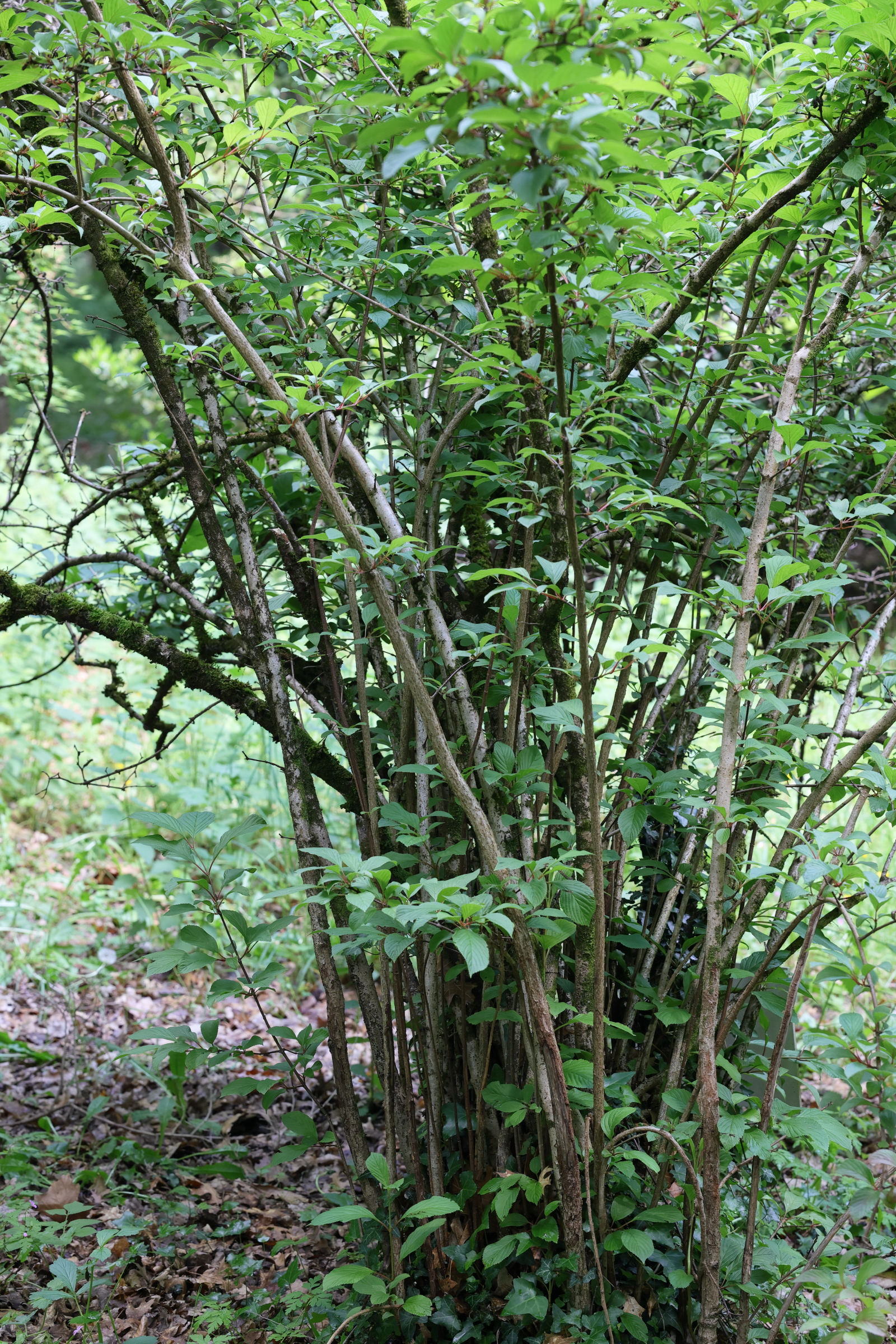 Afficher le média viburnum_bodnantense1md viburnum_bodnantense1md