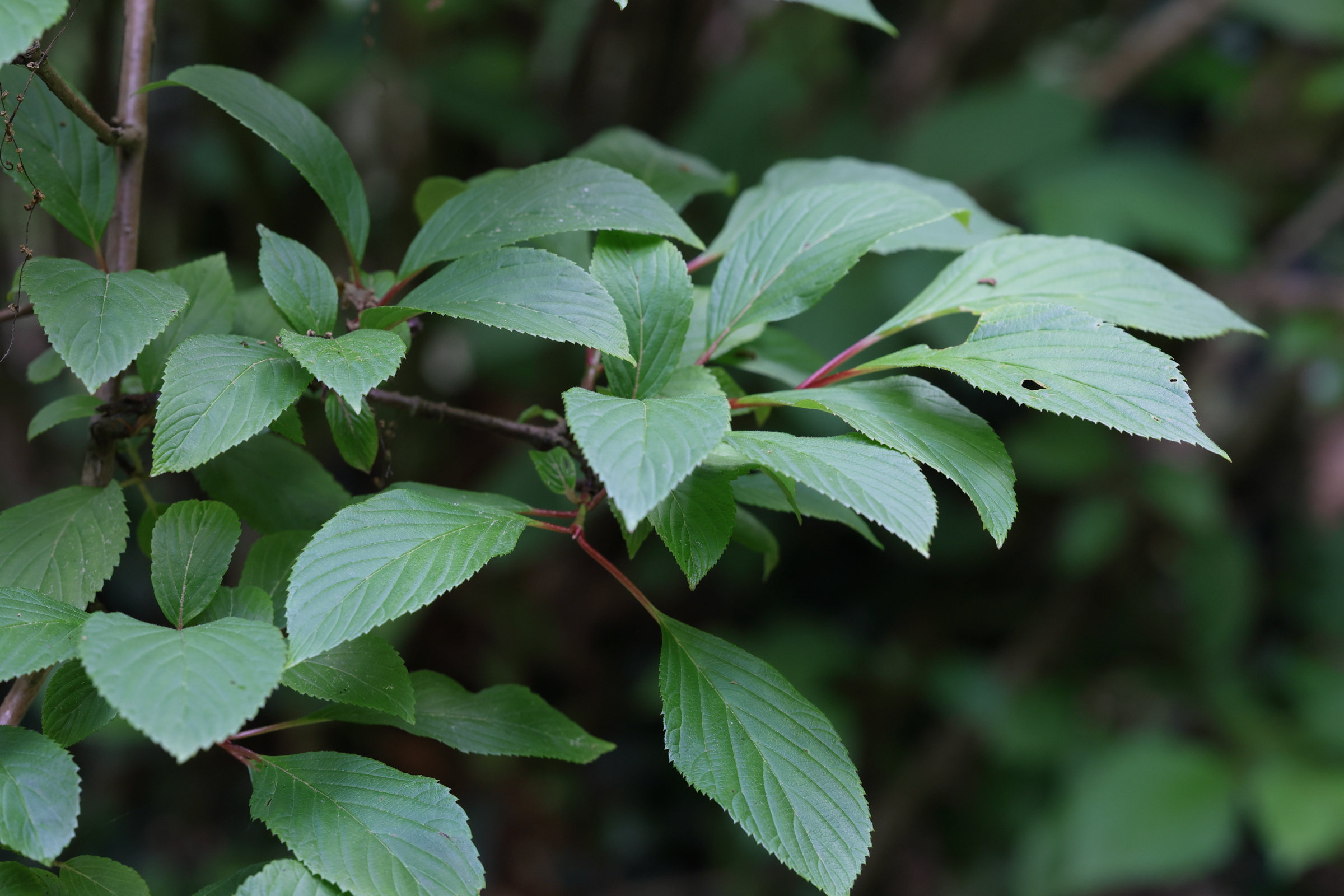 Afficher le média viburnum_bodnantense2md viburnum_bodnantense2md
