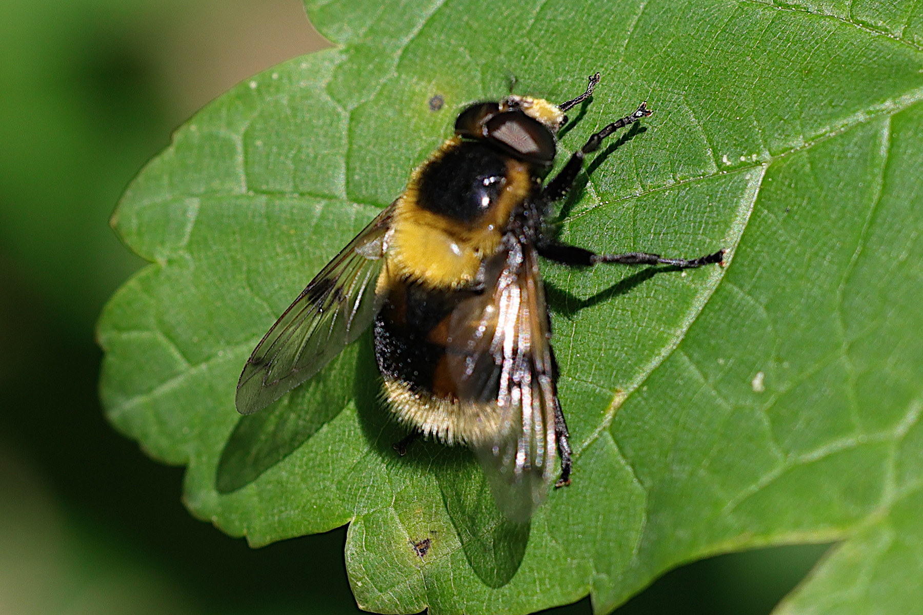volucella_bombylans4md