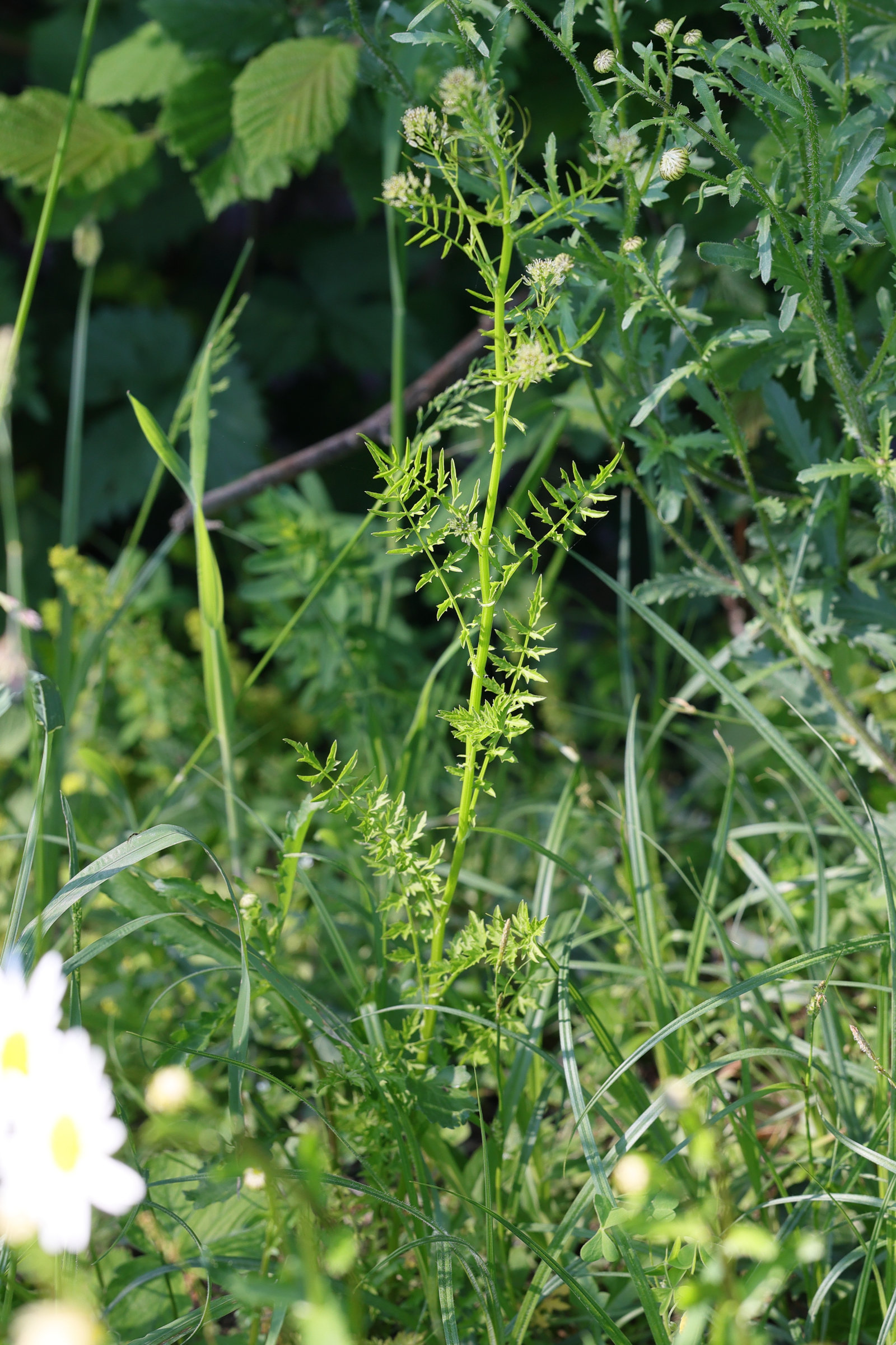 Afficher le média cardamine_impatiens1md cardamine_impatiens1md