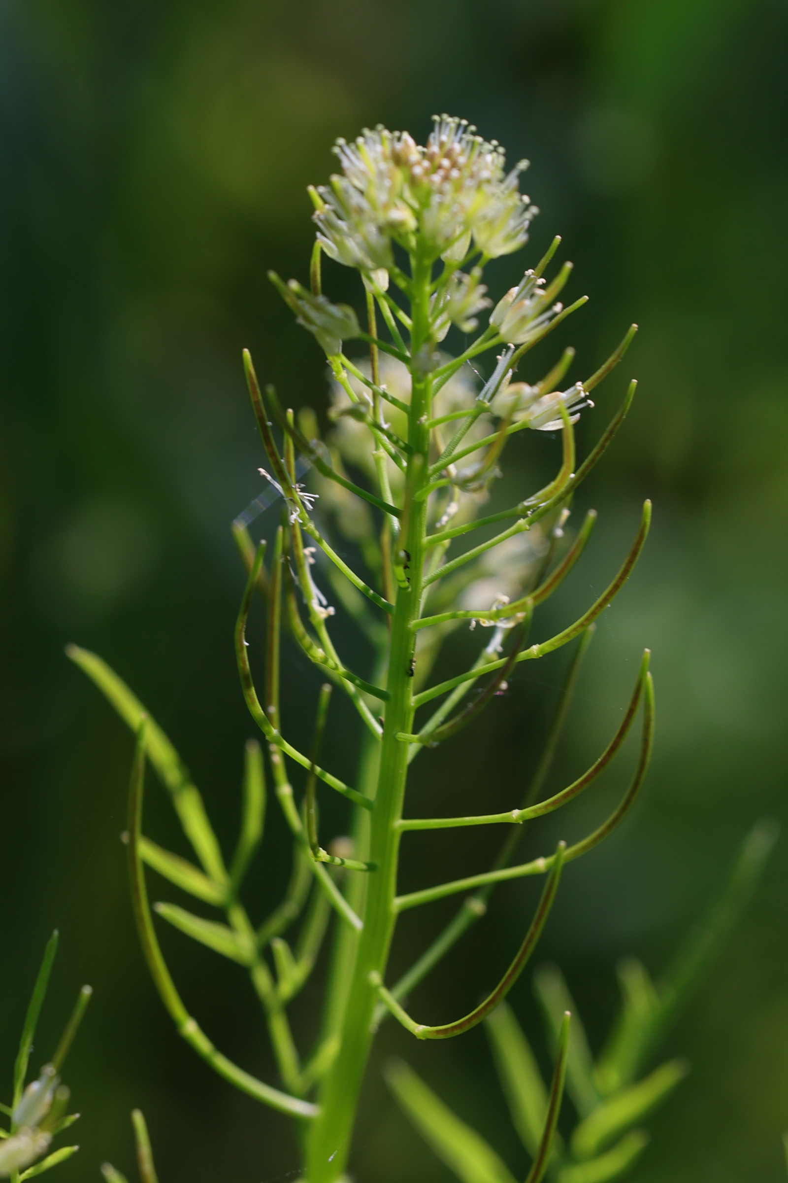 Afficher le média cardamine_impatiens2md cardamine_impatiens2md