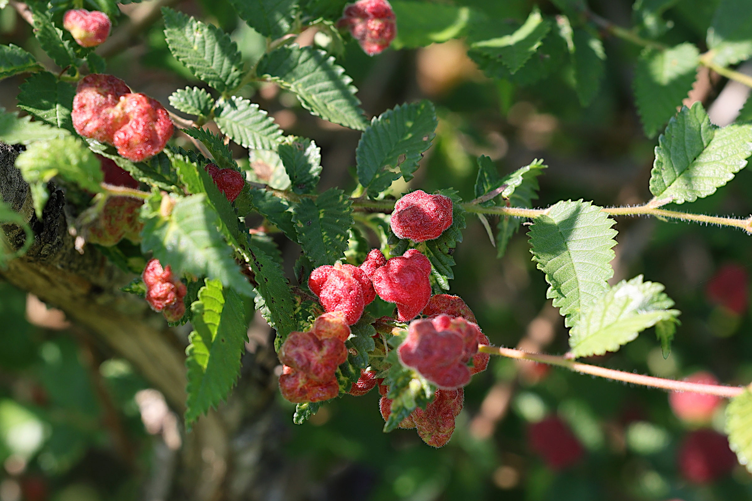 eriosoma_lanuginosum6md