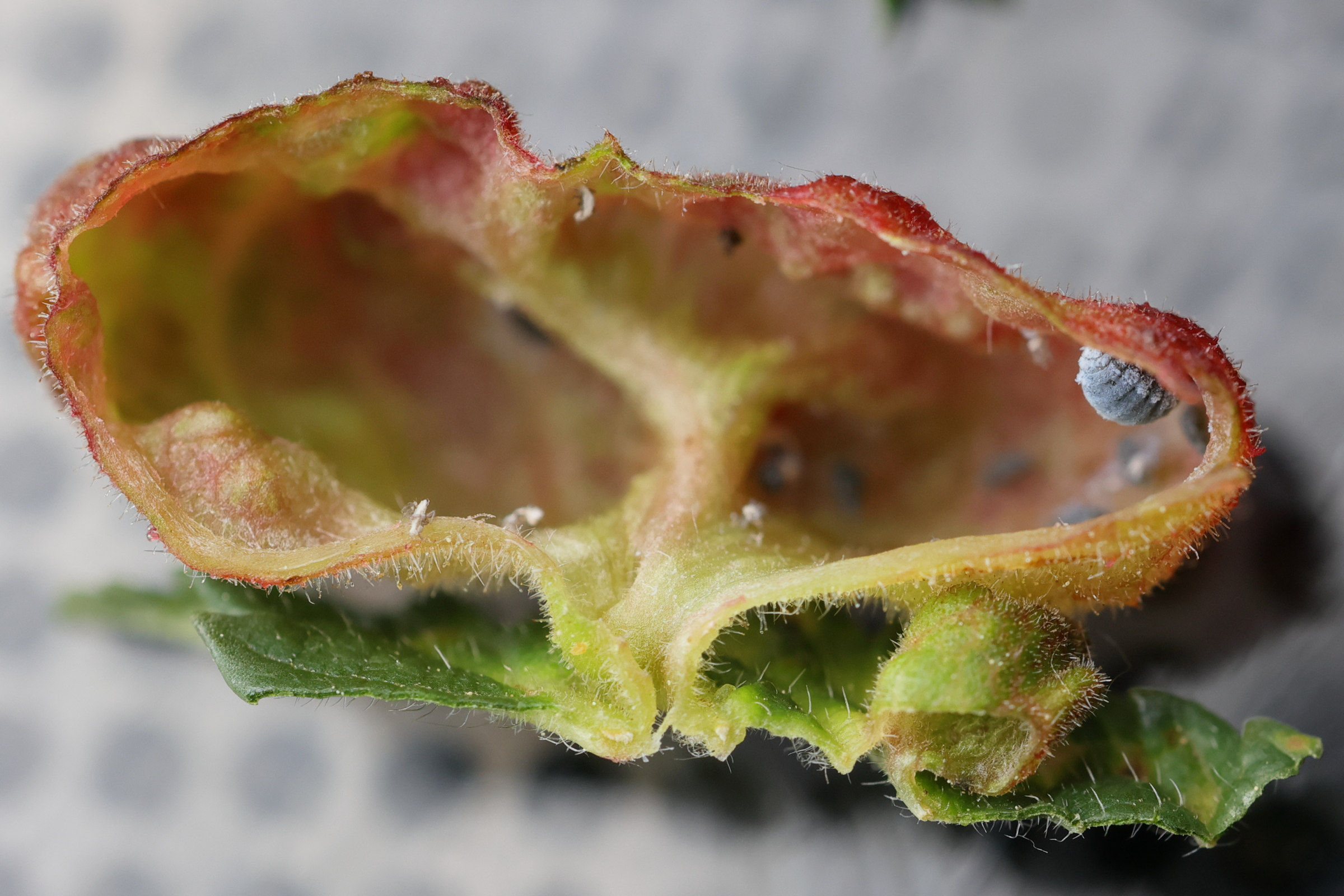 eriosoma_lanuginosum_galle7md