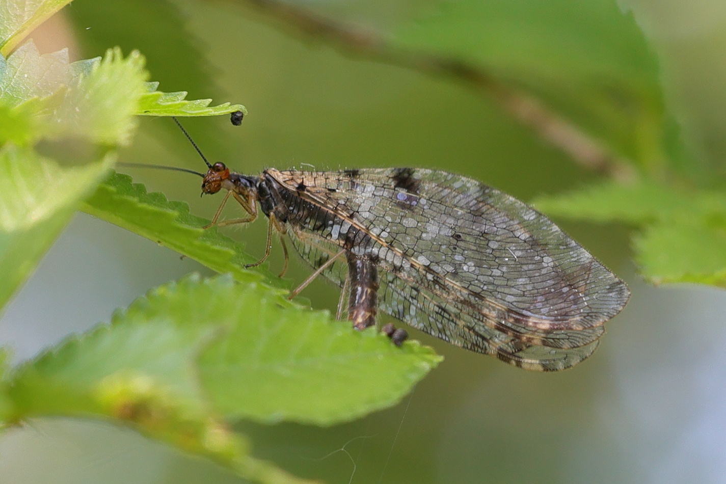 osmylus_fulvicephalus2md