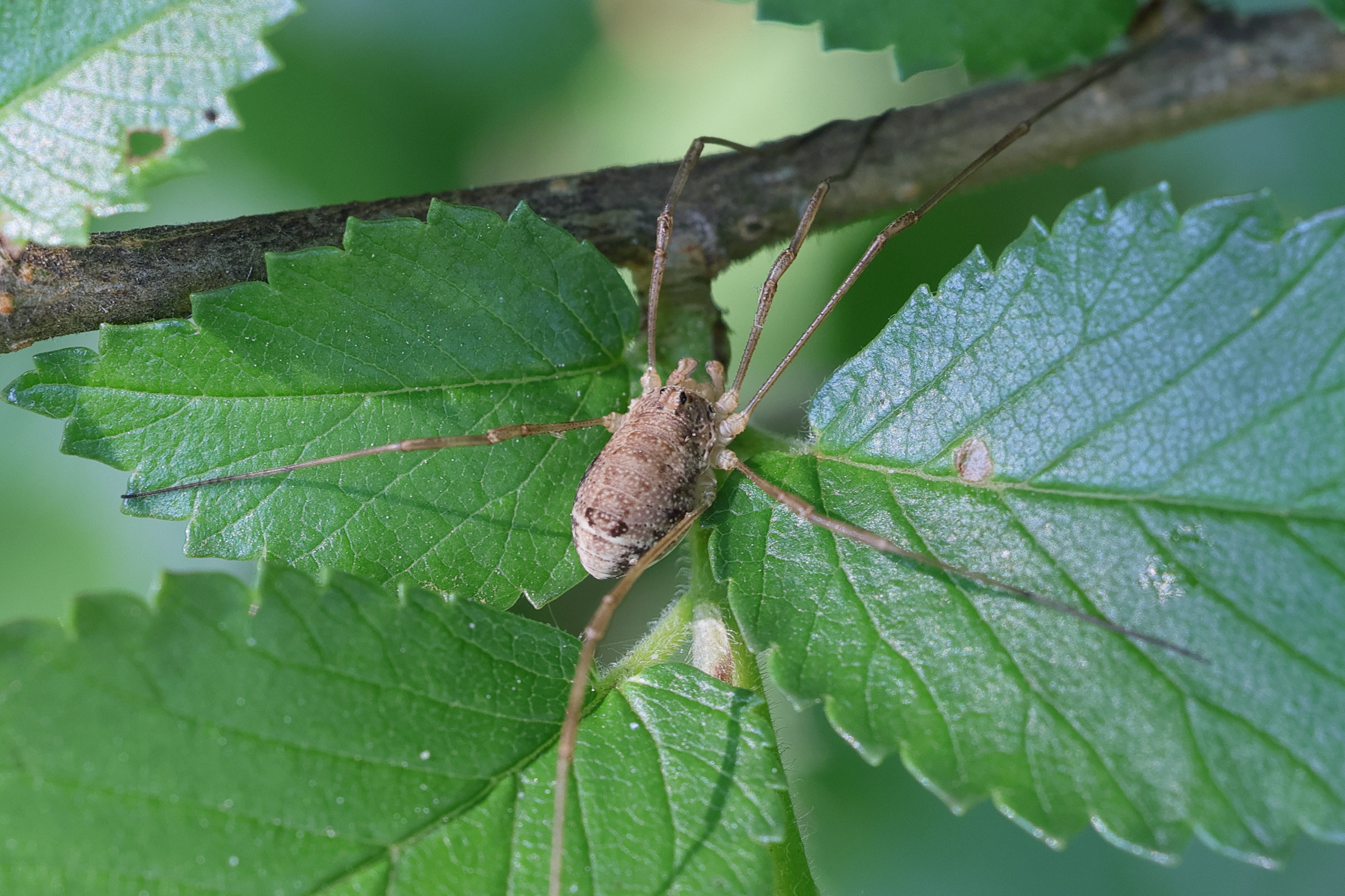 rilaena_triangularis4md