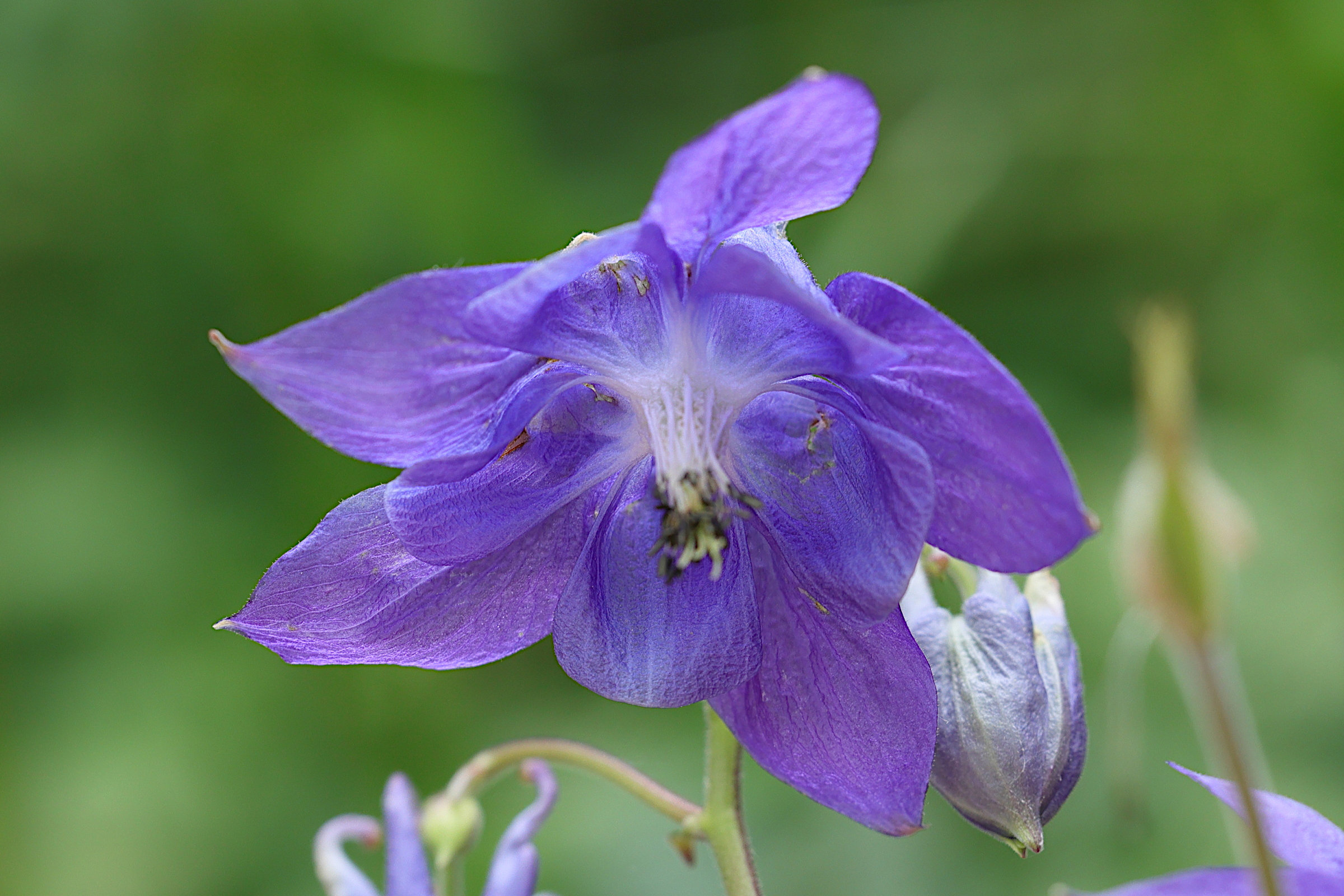 aquilegia_vulgaris10md