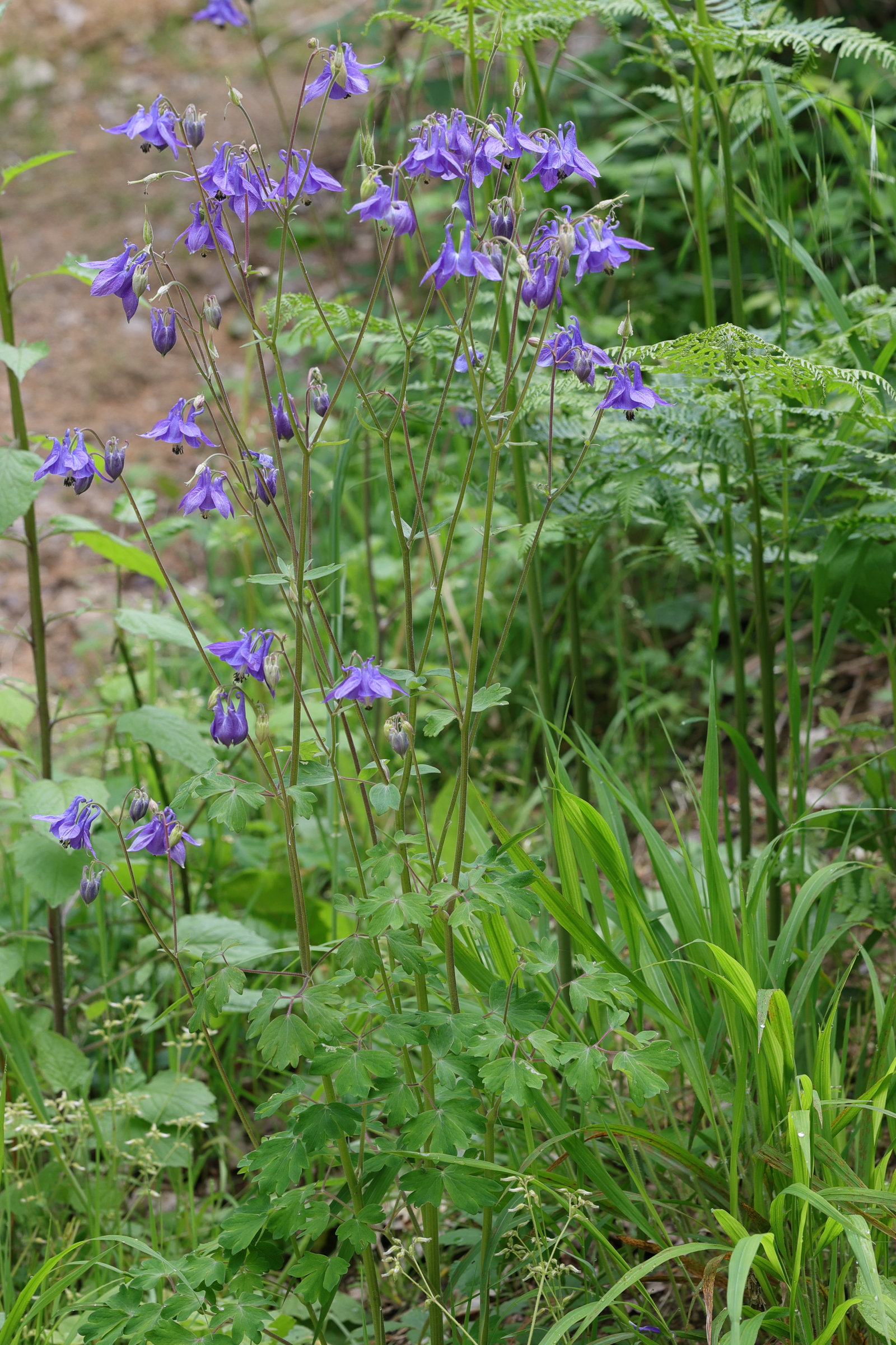 aquilegia_vulgaris3md