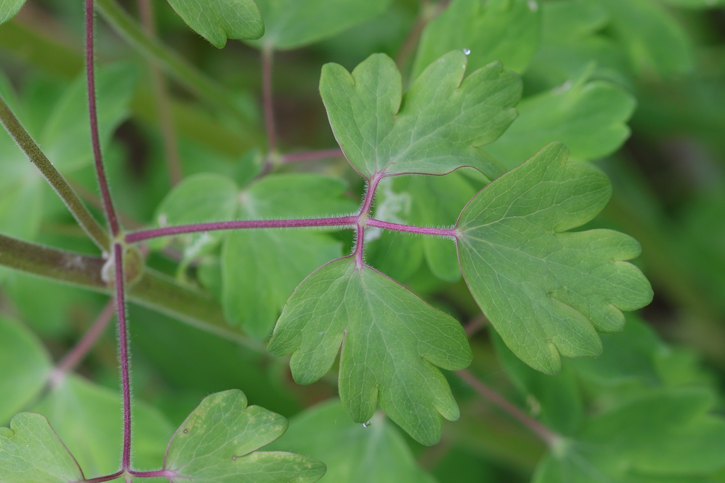 aquilegia_vulgaris9md