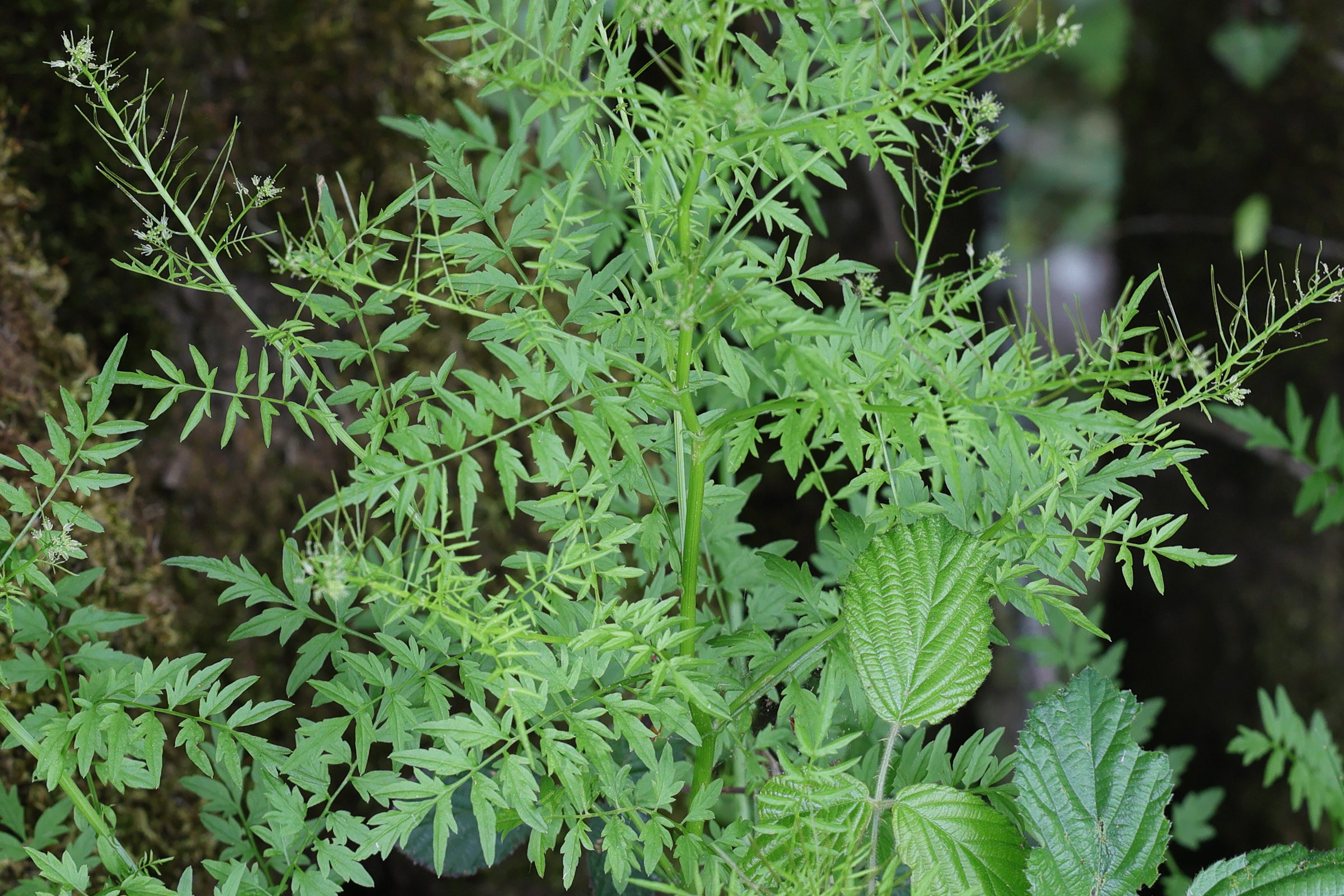 Afficher le média cardamina_impatiens3md cardamina_impatiens3md