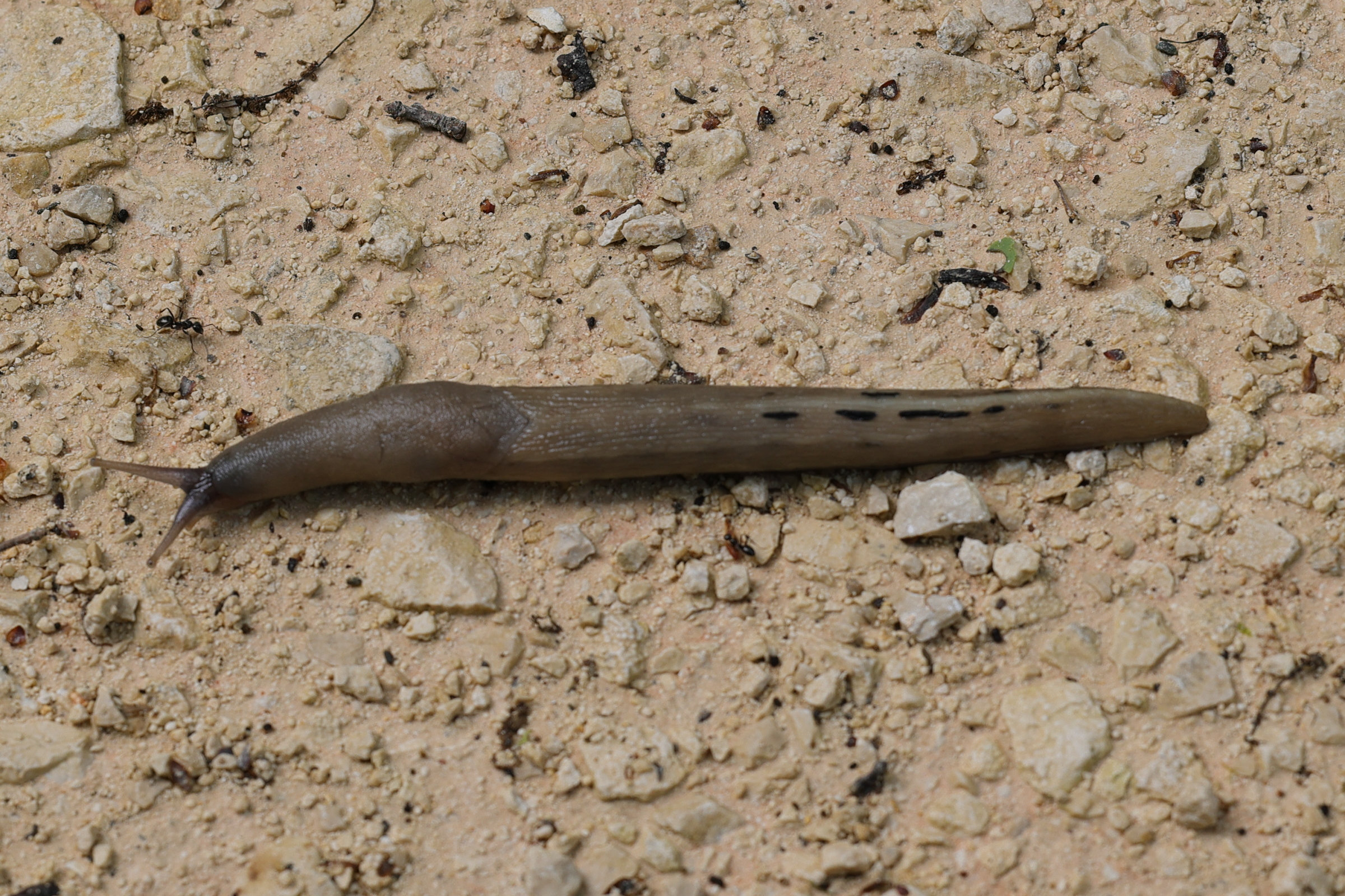 limax_cinereoniger3md