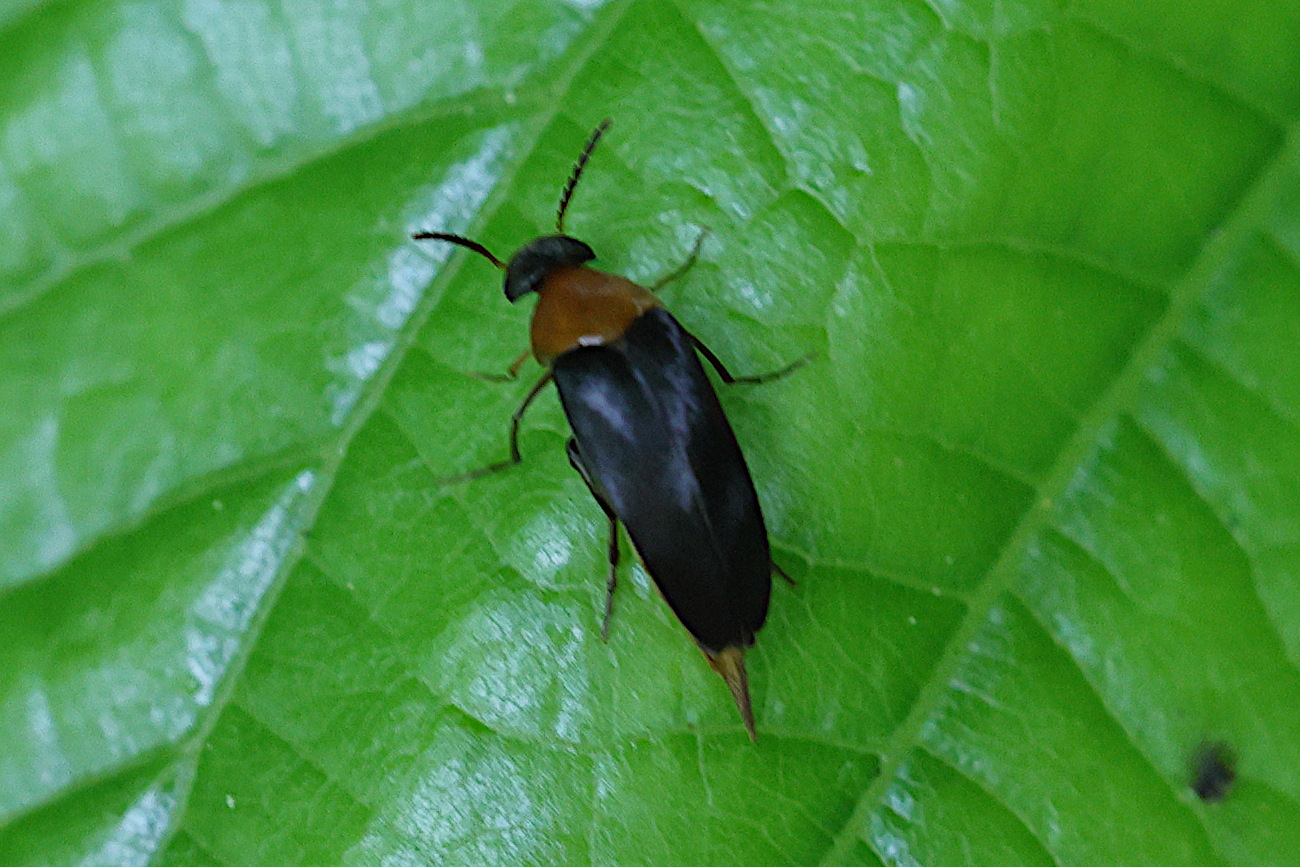 Afficher le média mordellochroa_abdominalis1md mordellochroa_abdominalis1md