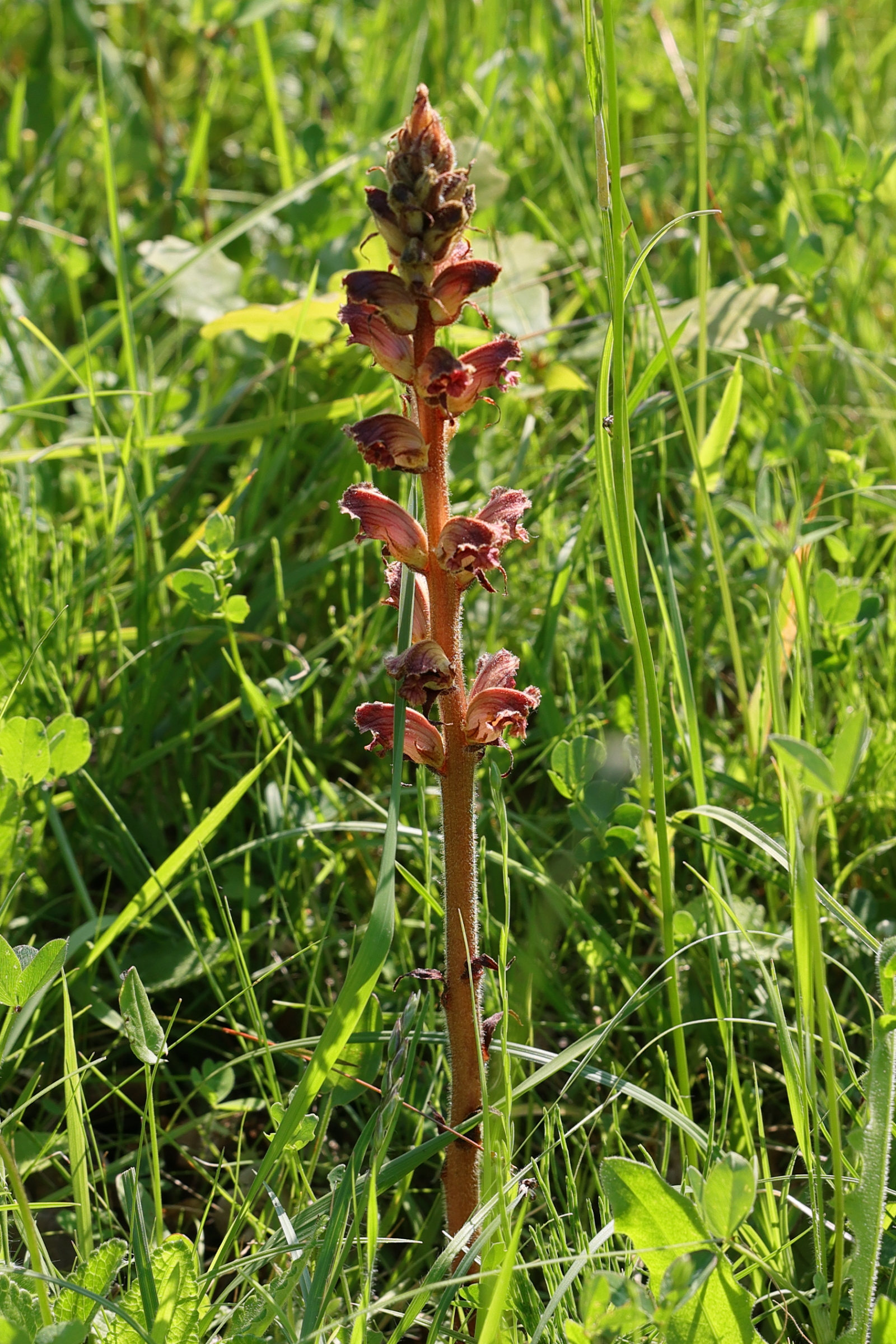 Afficher le média orobanche_gracilis3md orobanche_gracilis3md