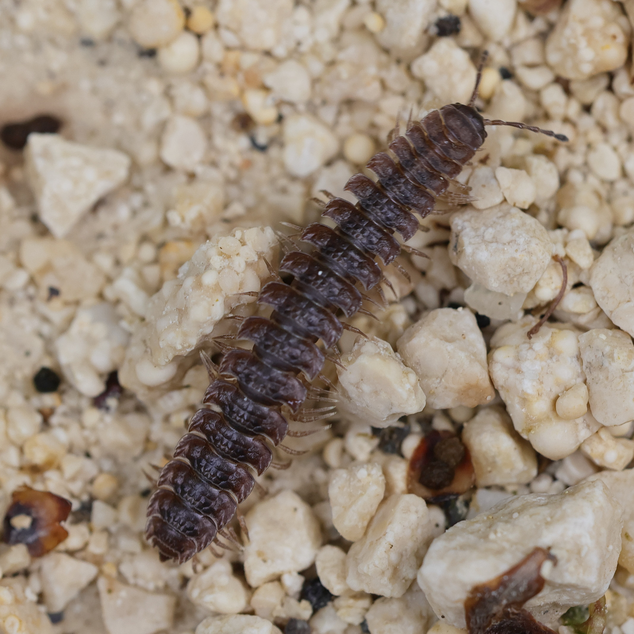 polydesmus_complanatus4md