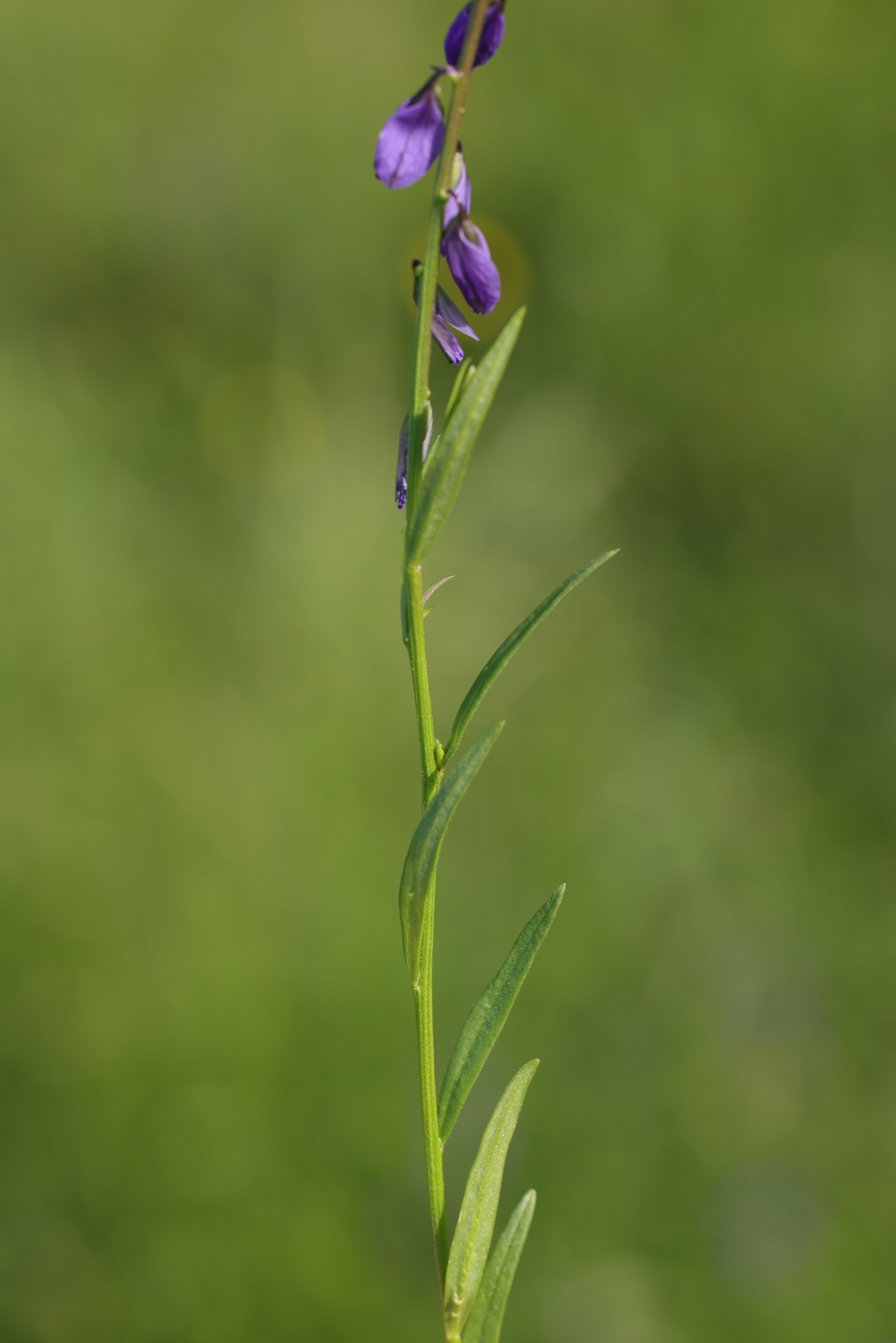 polygala_vulgaris1md