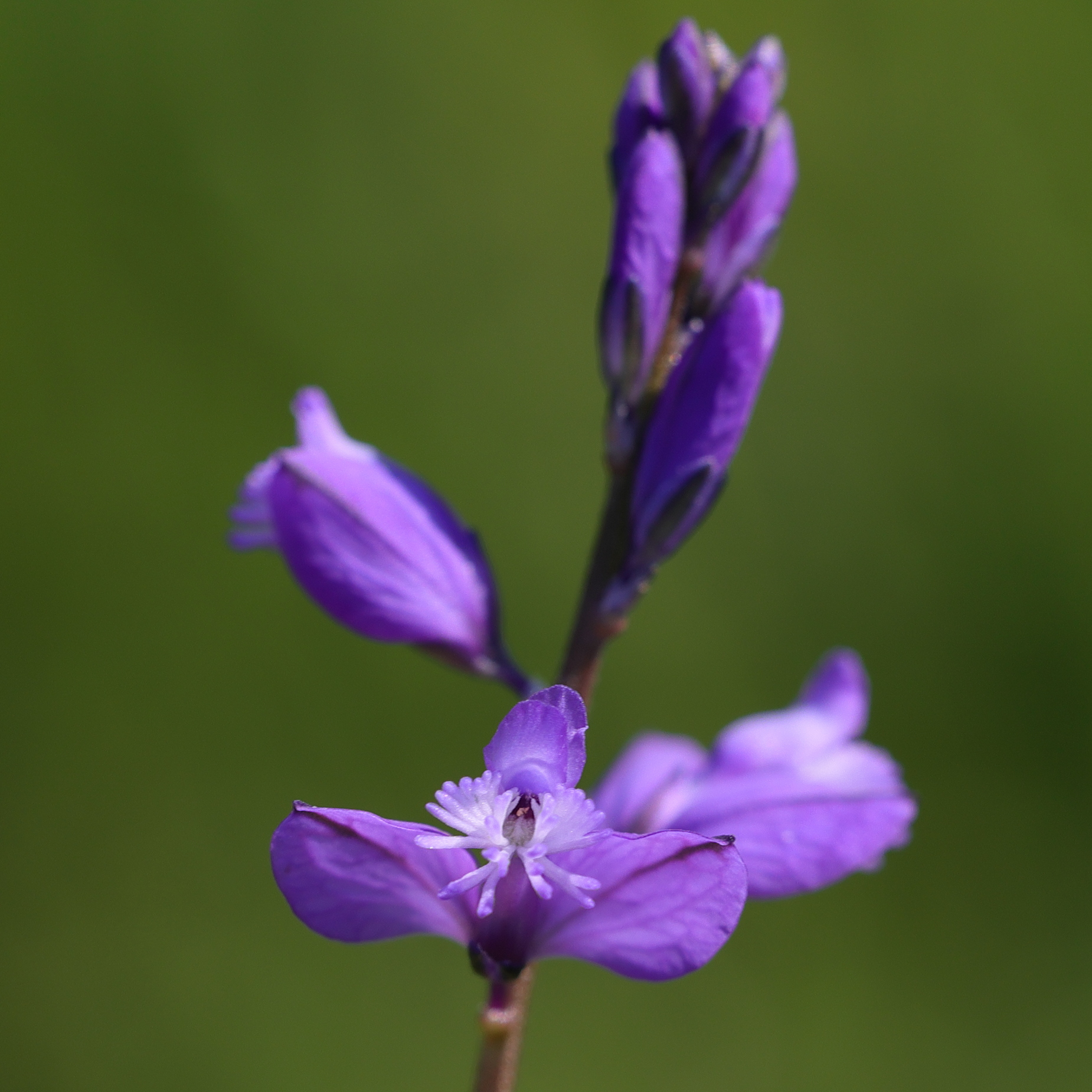 polygala_vulgaris4md
