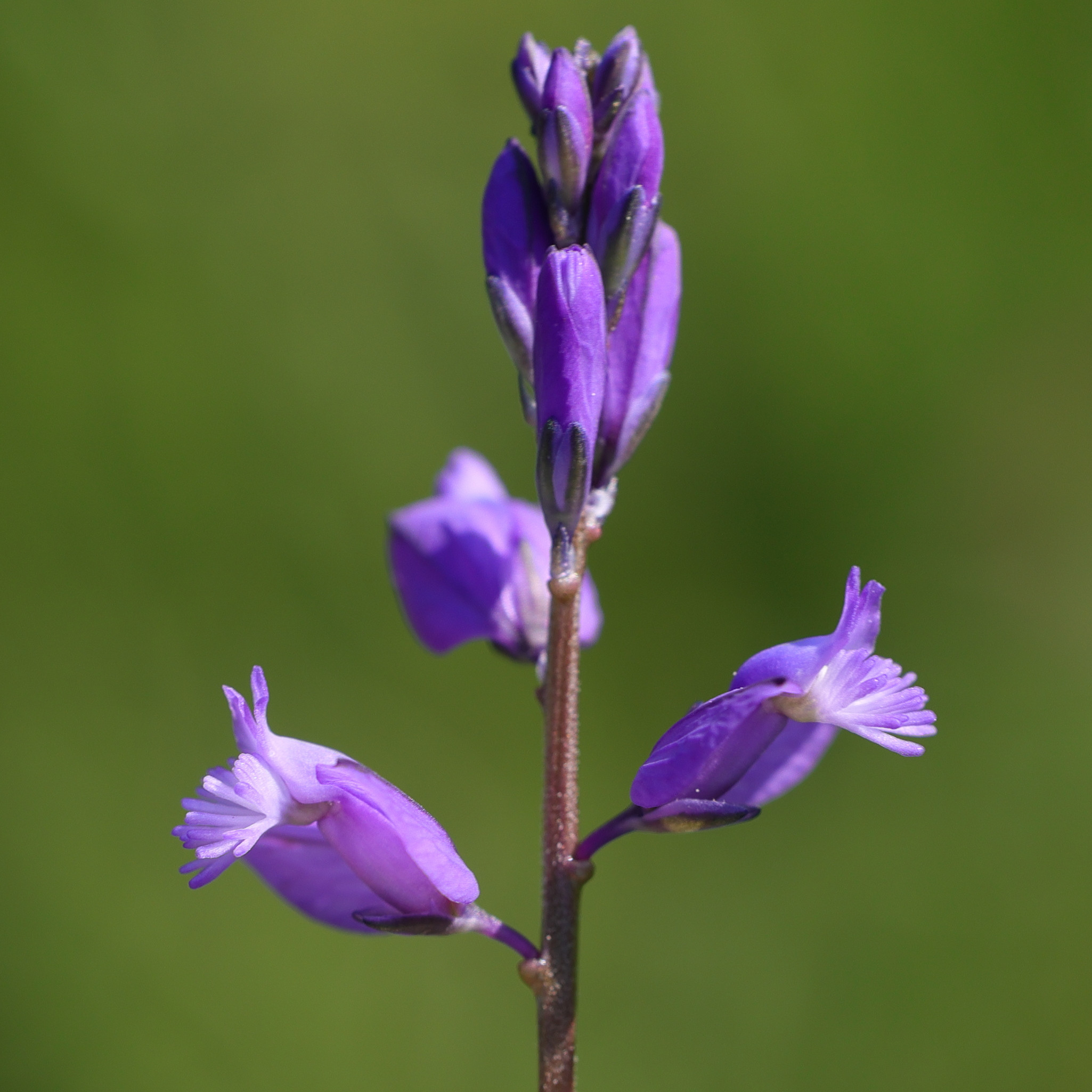 polygala_vulgaris5md