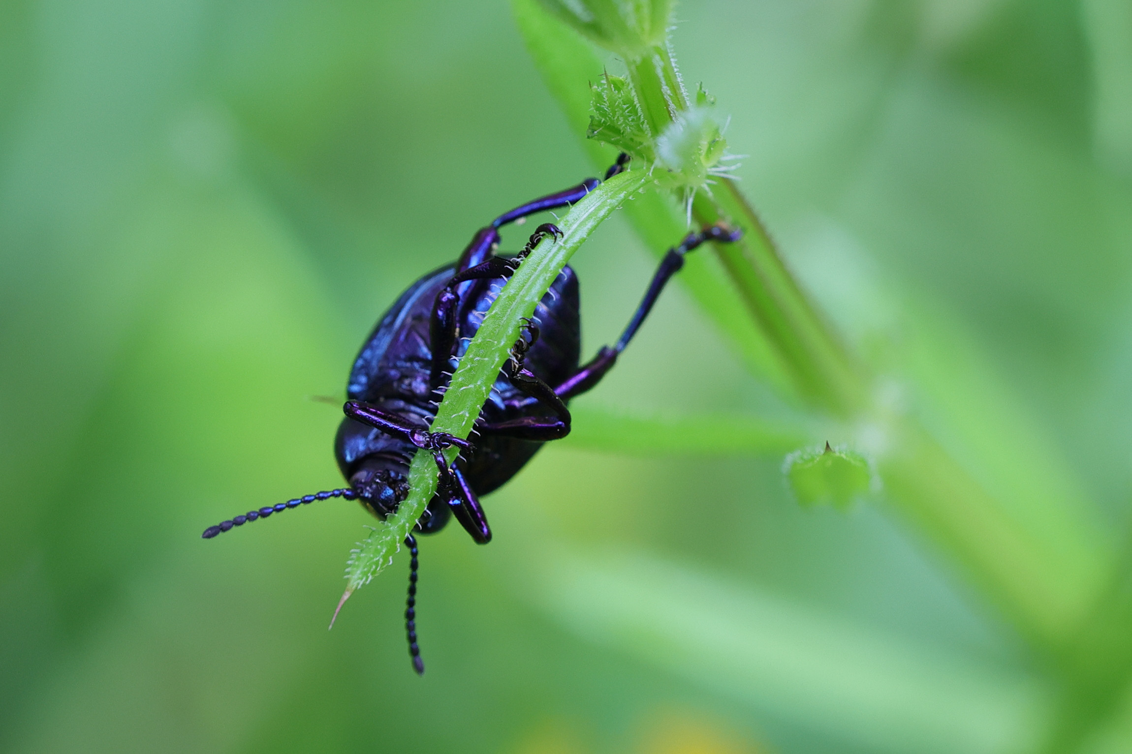 Afficher le média timarcha_goettingensis6md timarcha_goettingensis6md