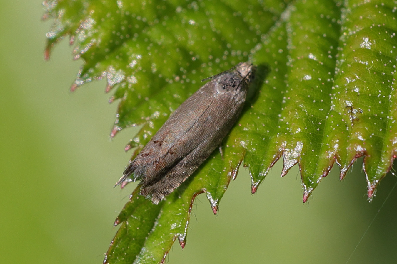 cydia_microgrammana1md