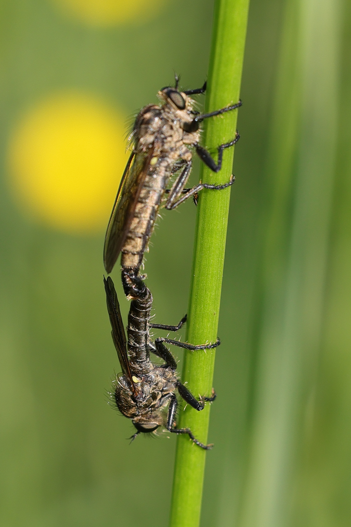 didysmachus_picipes1md