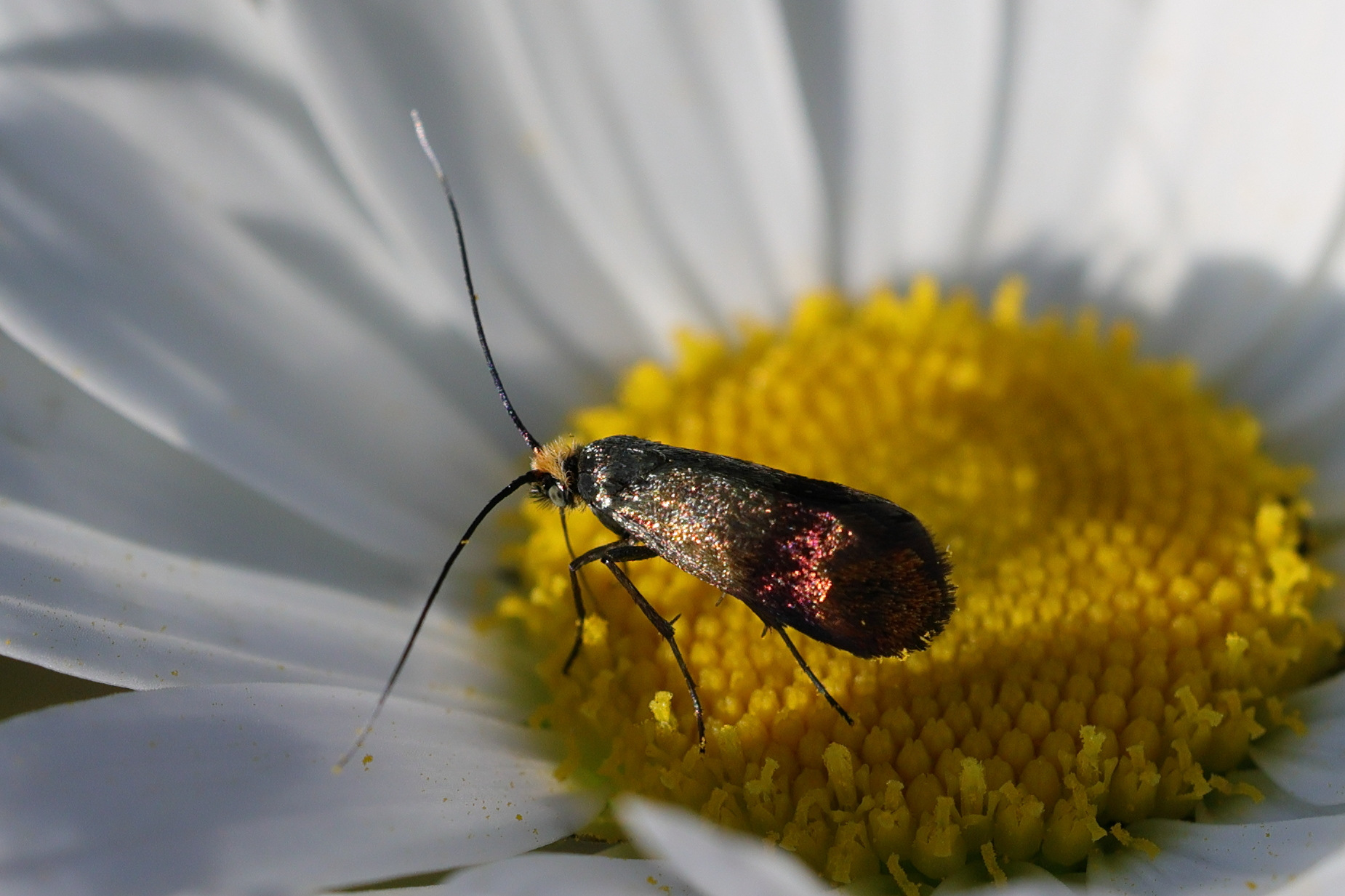 nemophora_minimella1md