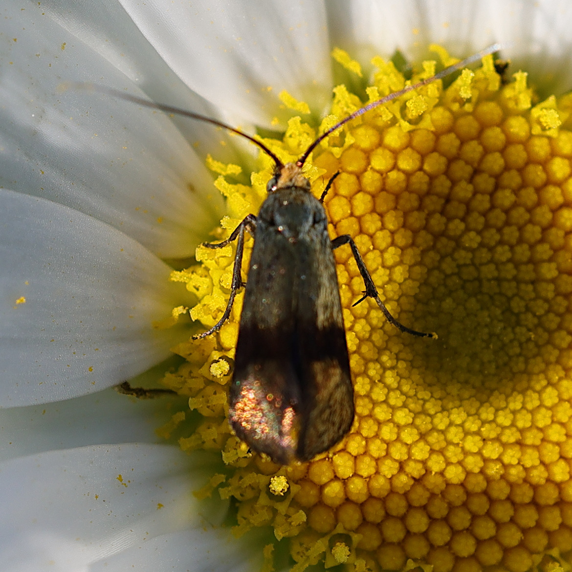 nemophora_minimella2md