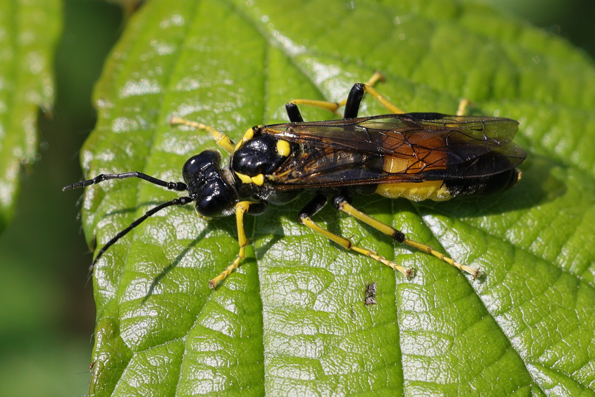 tenthredo_maculata1mdjpg