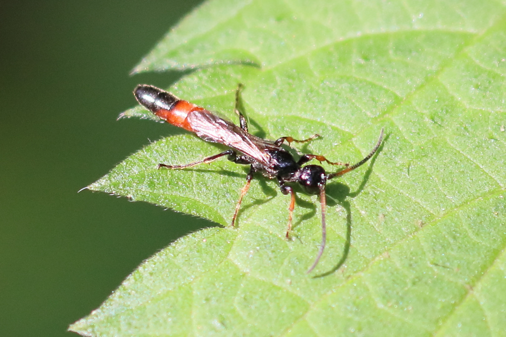 alomya_debellator3bd